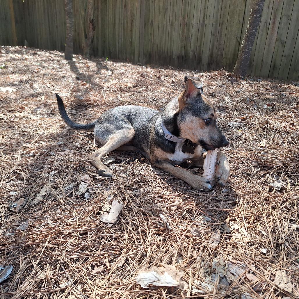 Miles, a Adoptable mixed breed in Durham, NC image 4/6