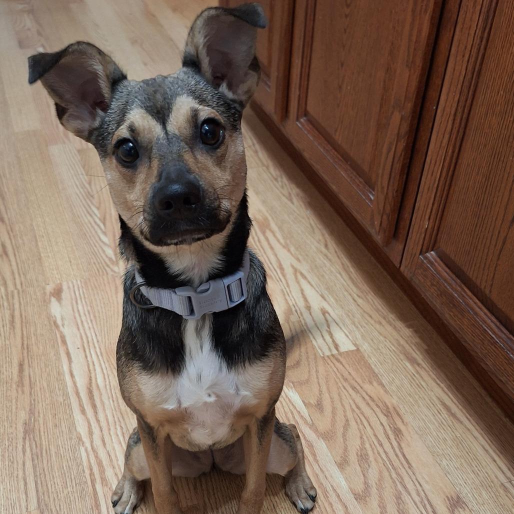 Miles, a Adoptable mixed breed in Durham, NC image 5/6