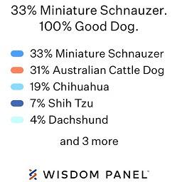 Miles, a Adoptable mixed breed in Durham, NC image 6/6
