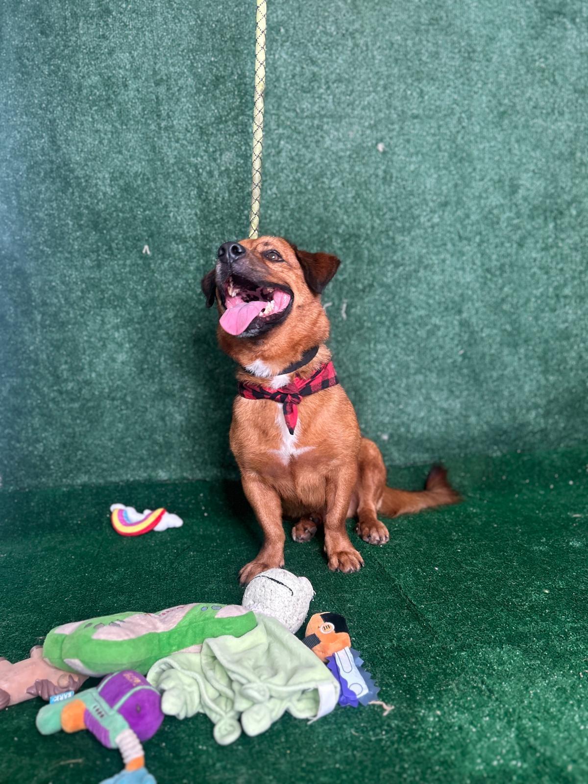 Pete, a Adoptable mixed breed in New York, NY image 2/6