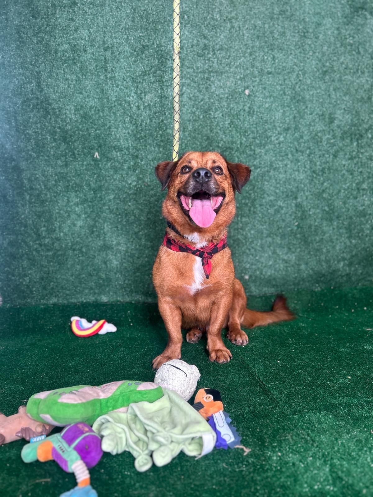 Pete, a Adoptable mixed breed in New York, NY image 3/6