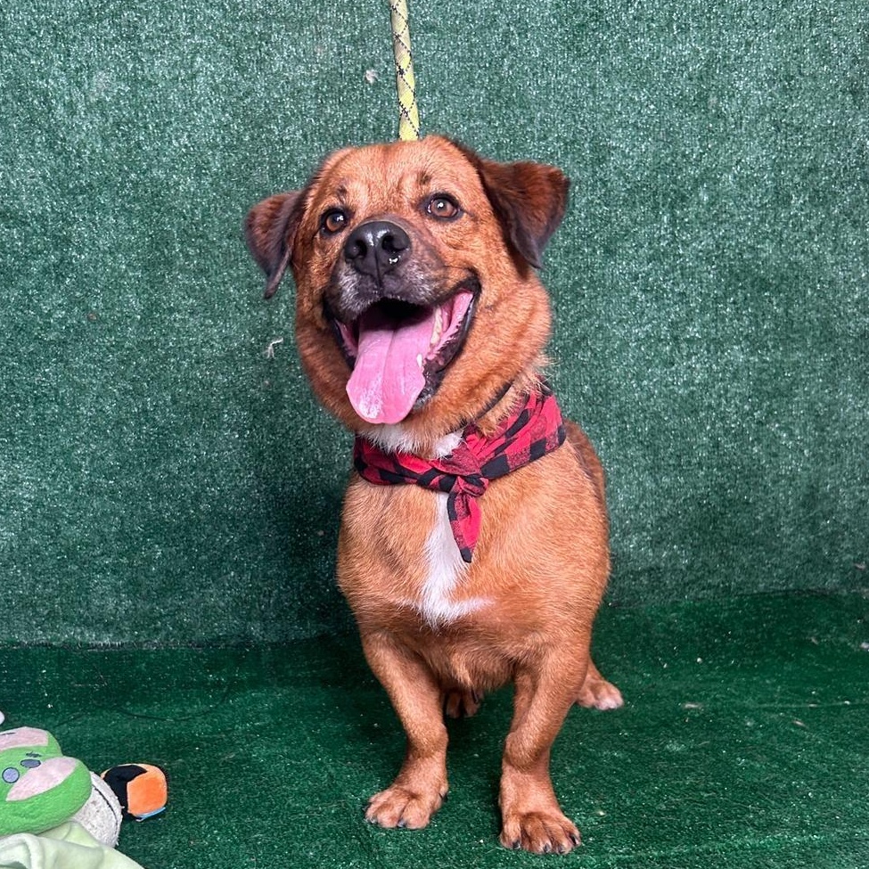 Pete, a Adoptable mixed breed in New York, NY image 1/6