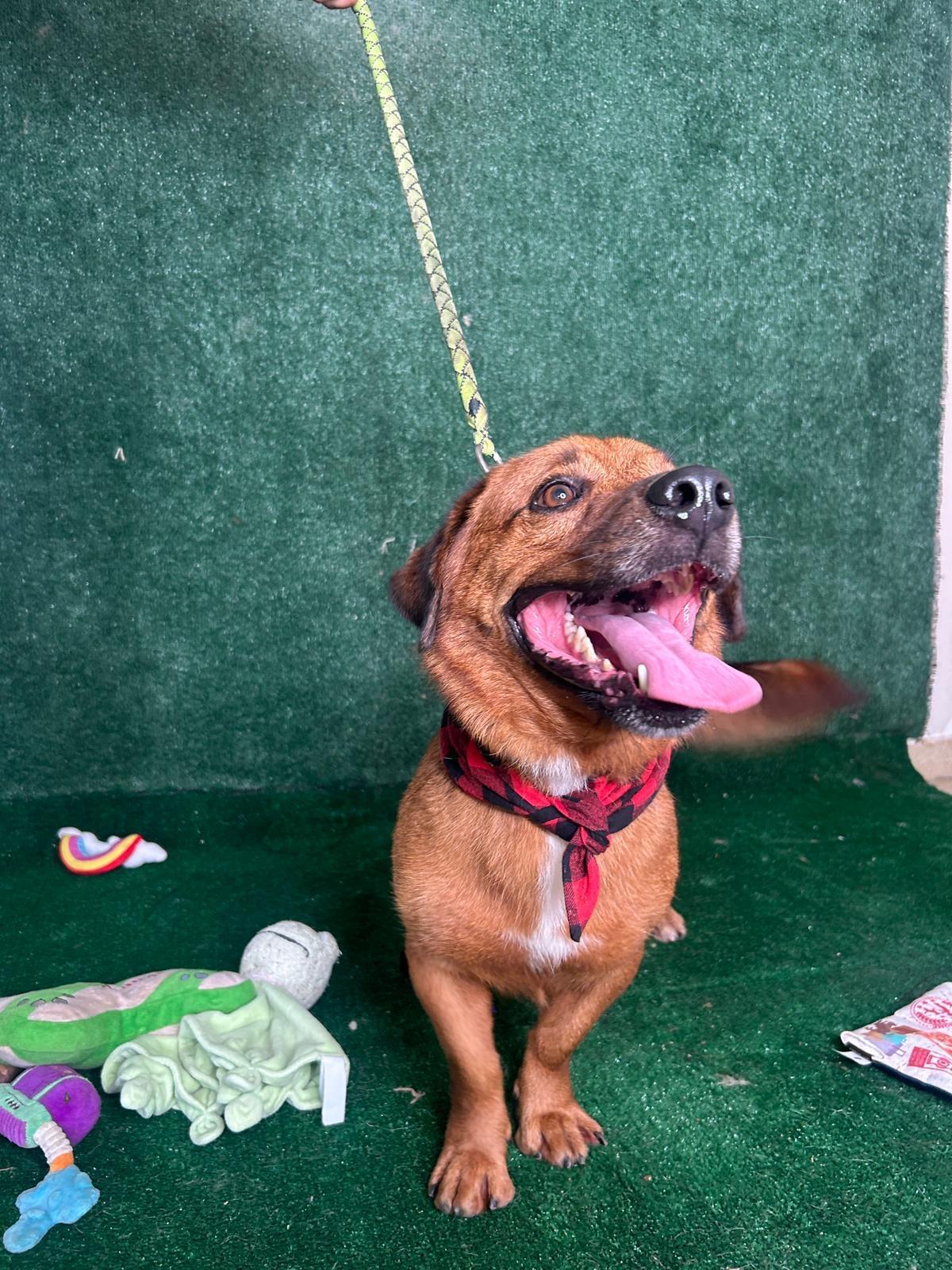 Pete, a Adoptable mixed breed in New York, NY image 4/6