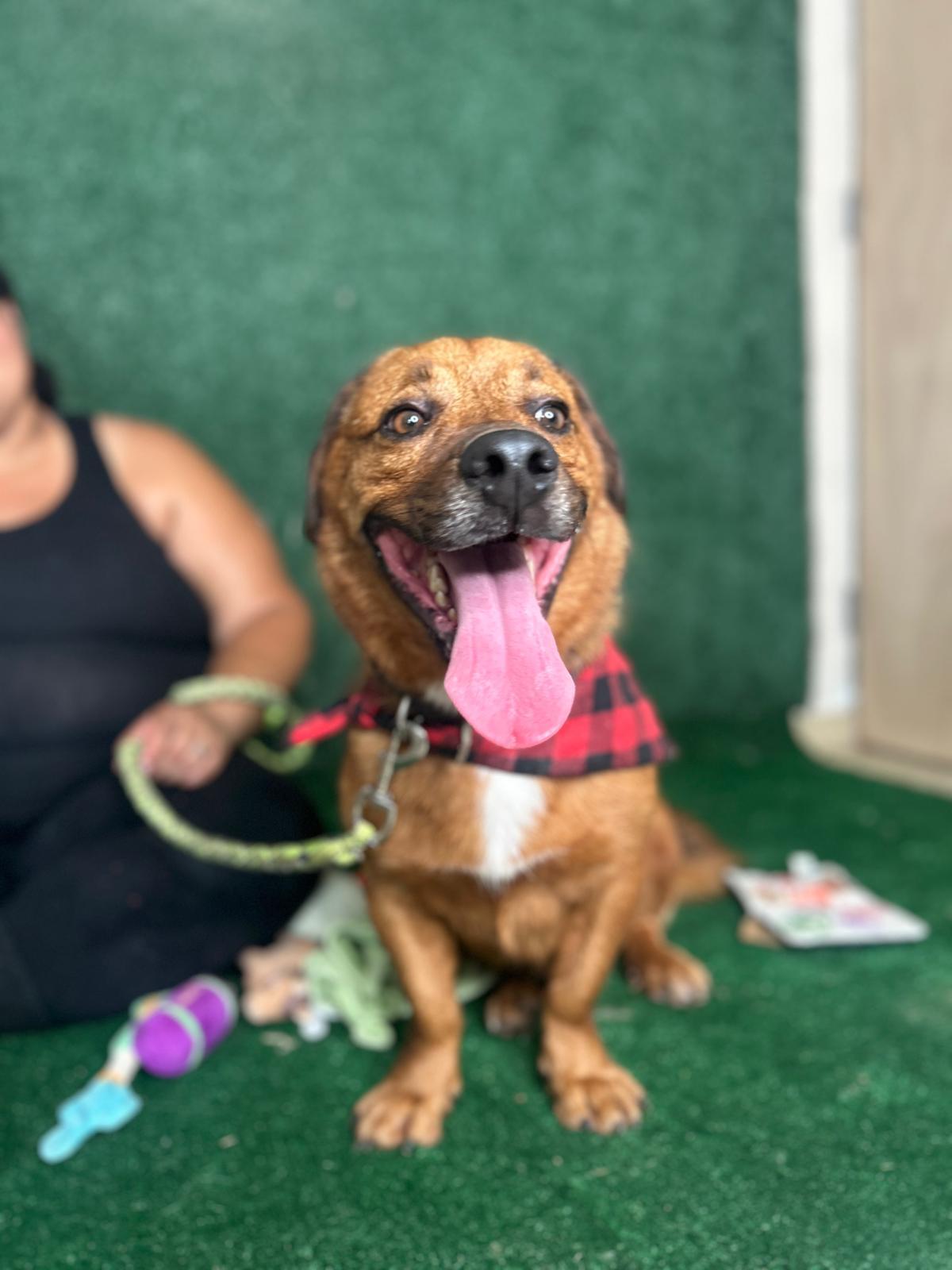 Pete, a Adoptable mixed breed in New York, NY image 5/6