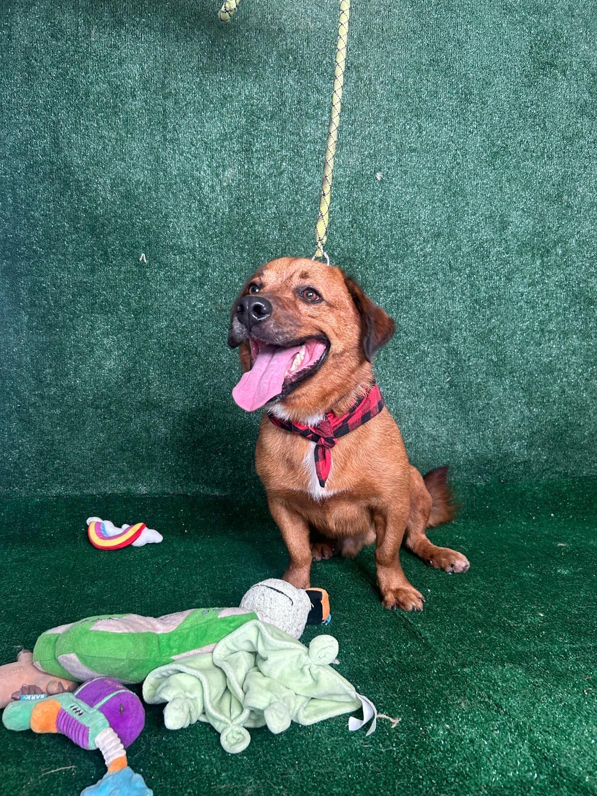 Pete, a Adoptable mixed breed in New York, NY image 6/6