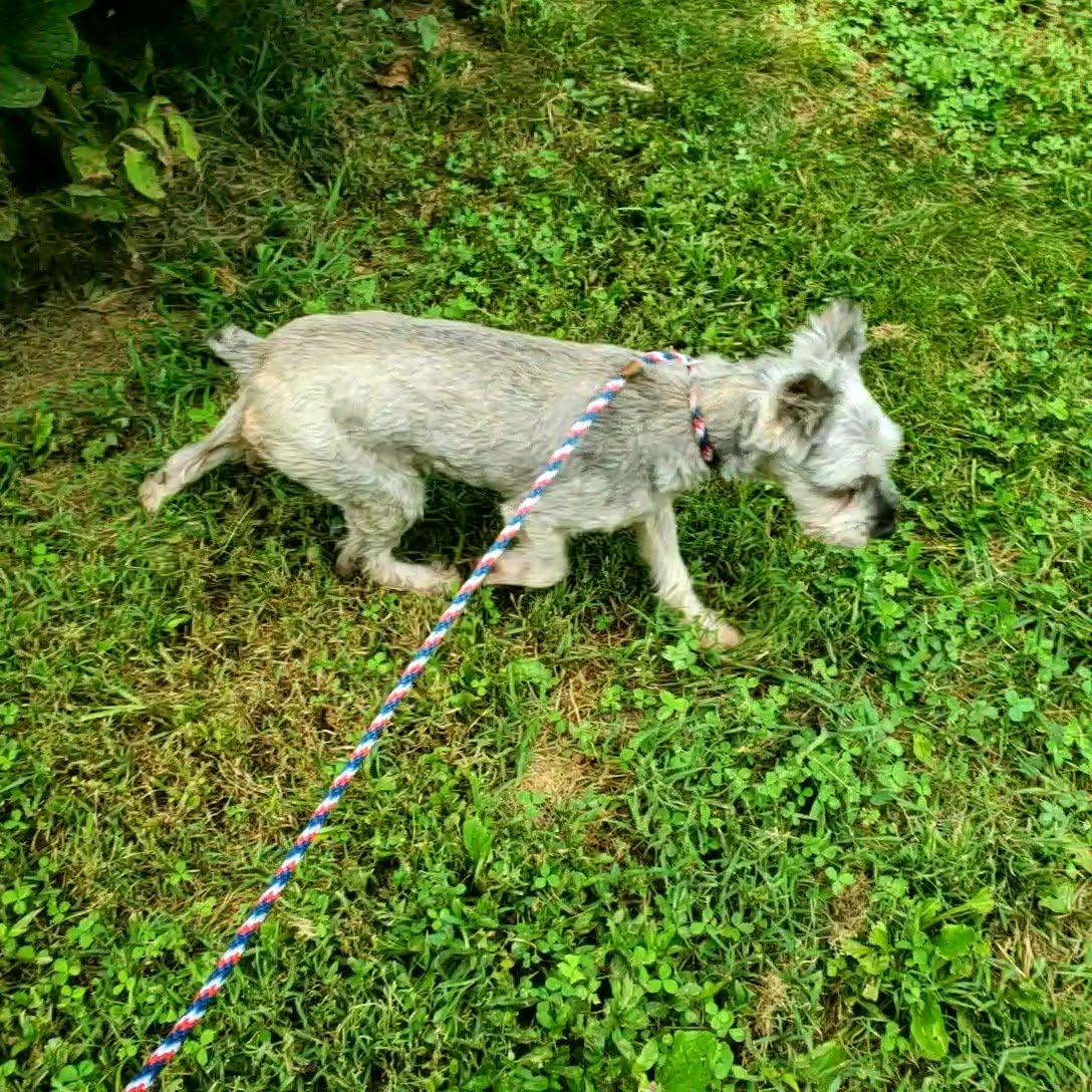 Luna, adopted, Adult Female Schnauzer.