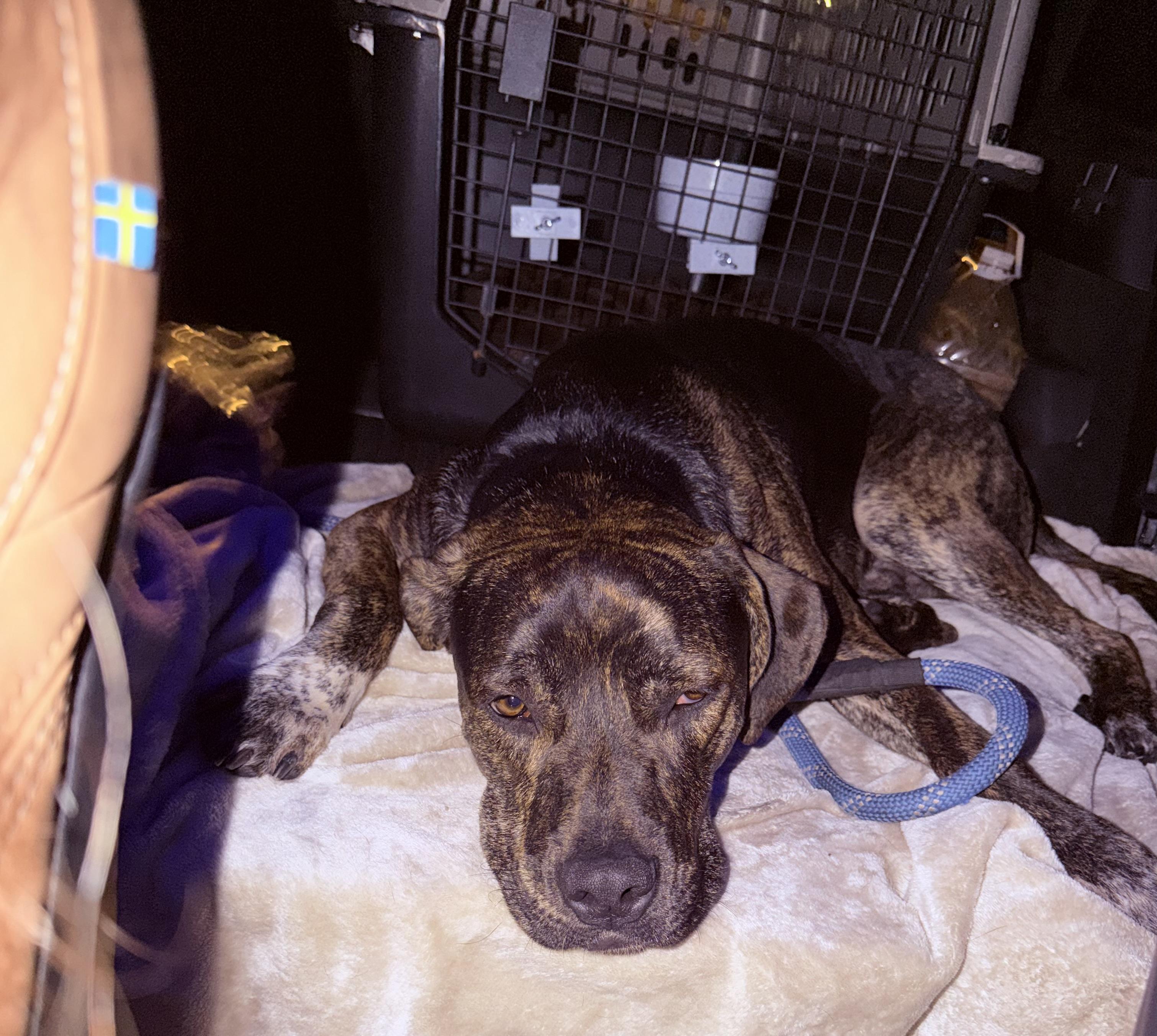 Enlarge Oliver Twist, a Adoptable mixed breed in Pasco, WA image 6/6