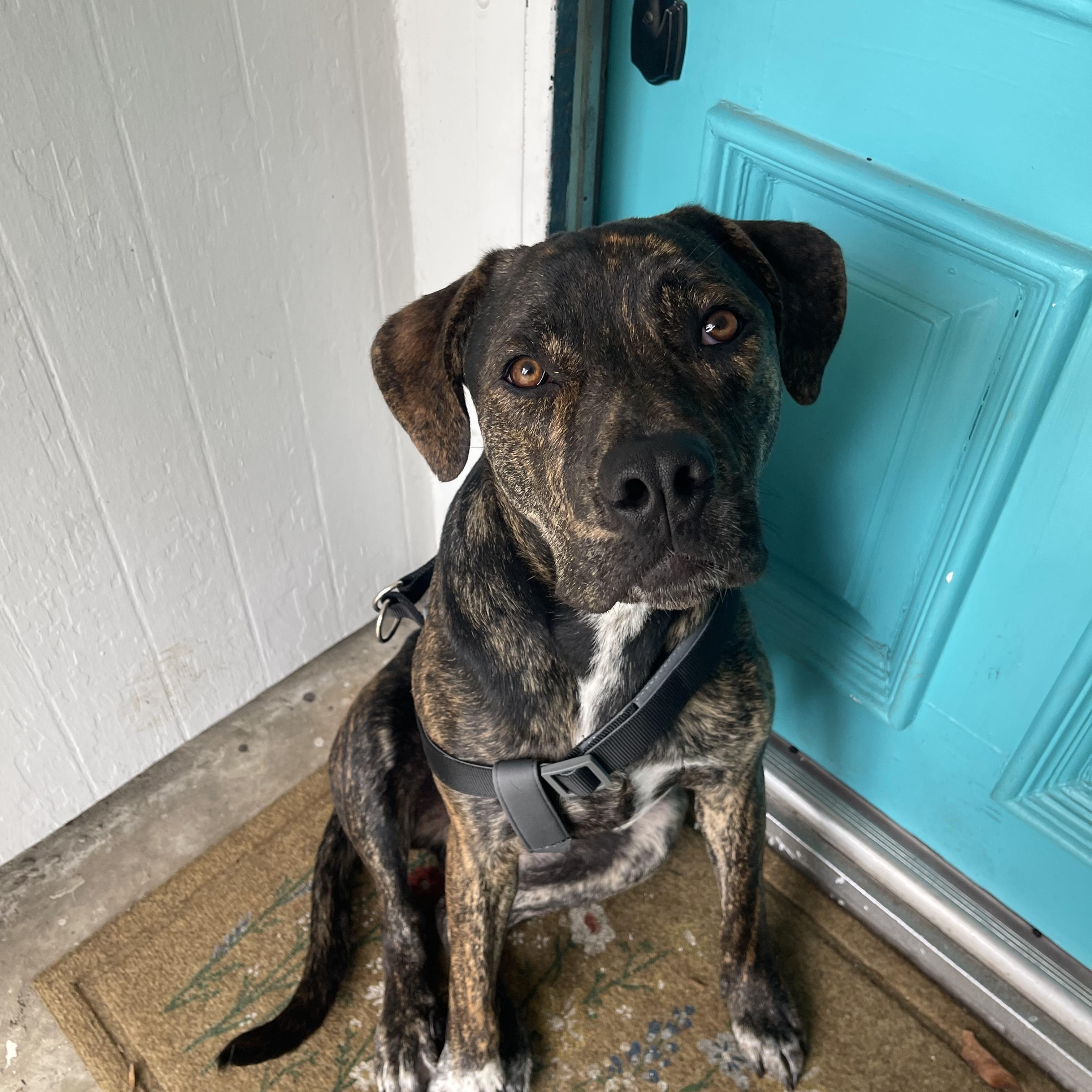 Oliver Twist, Adoptable, Young Male Pit Bull Terrier.