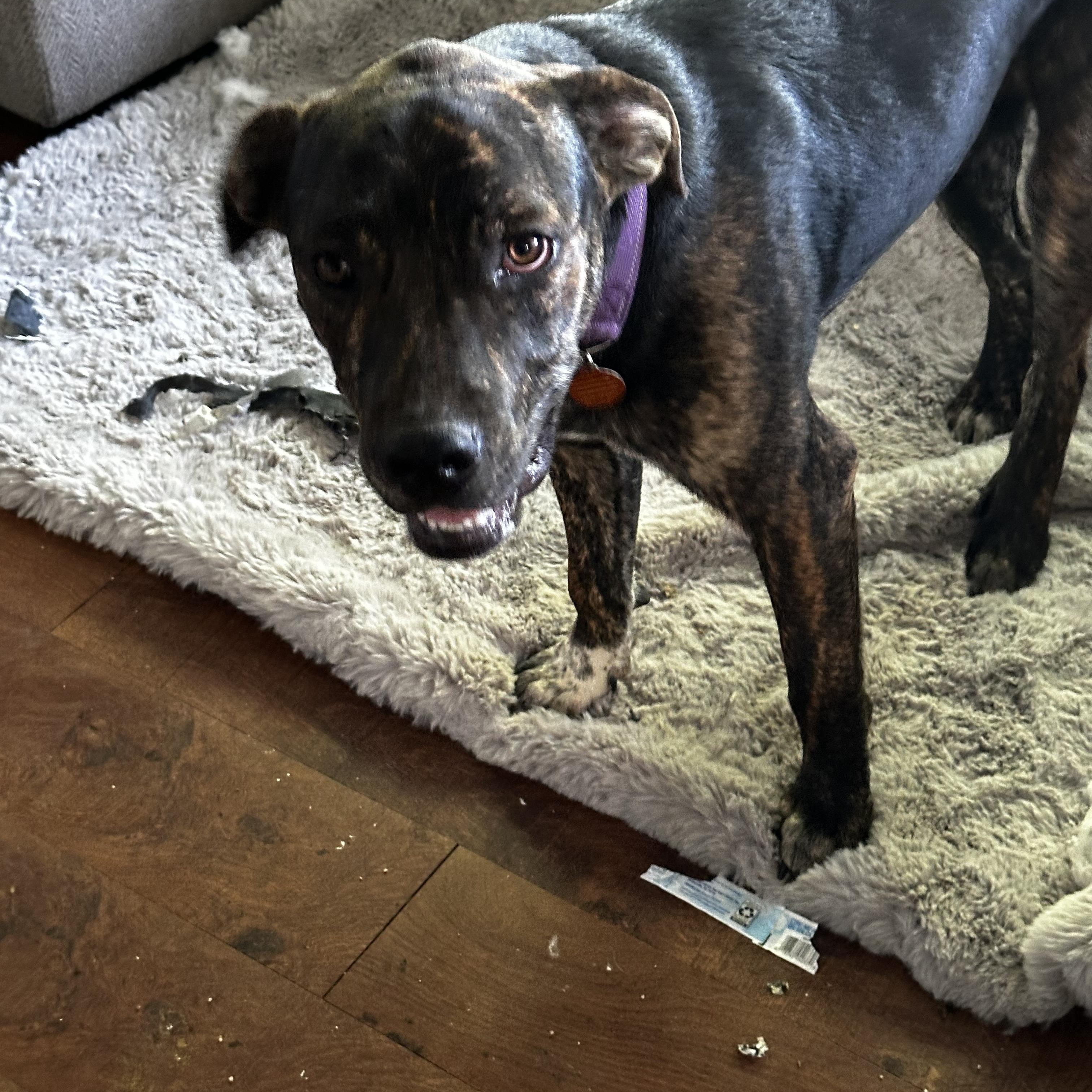 Oliver Twist, Adoptable, Young Male Pit Bull Terrier.