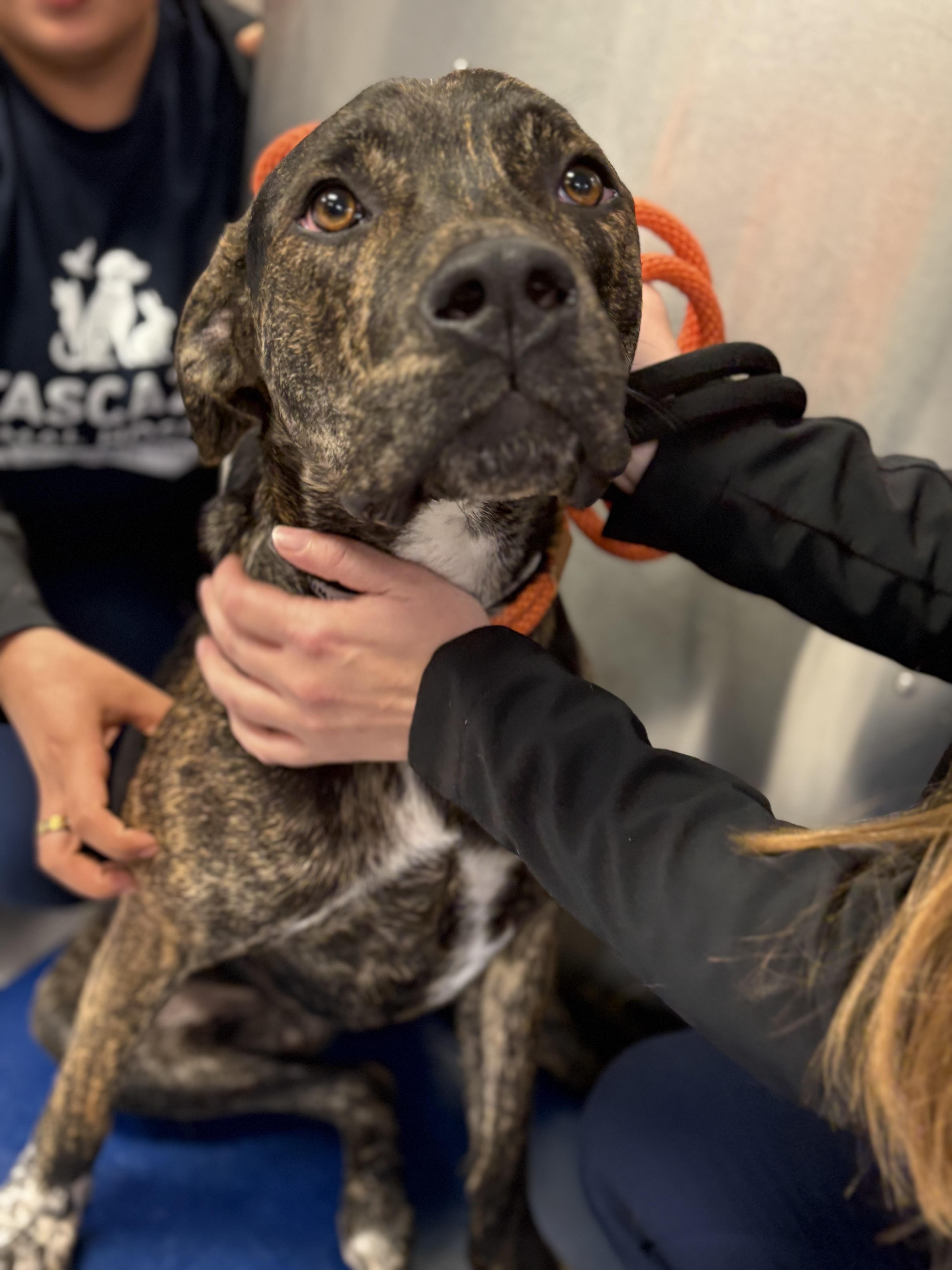 Enlarge Oliver Twist, a Adoptable mixed breed in Pasco, WA image 4/6