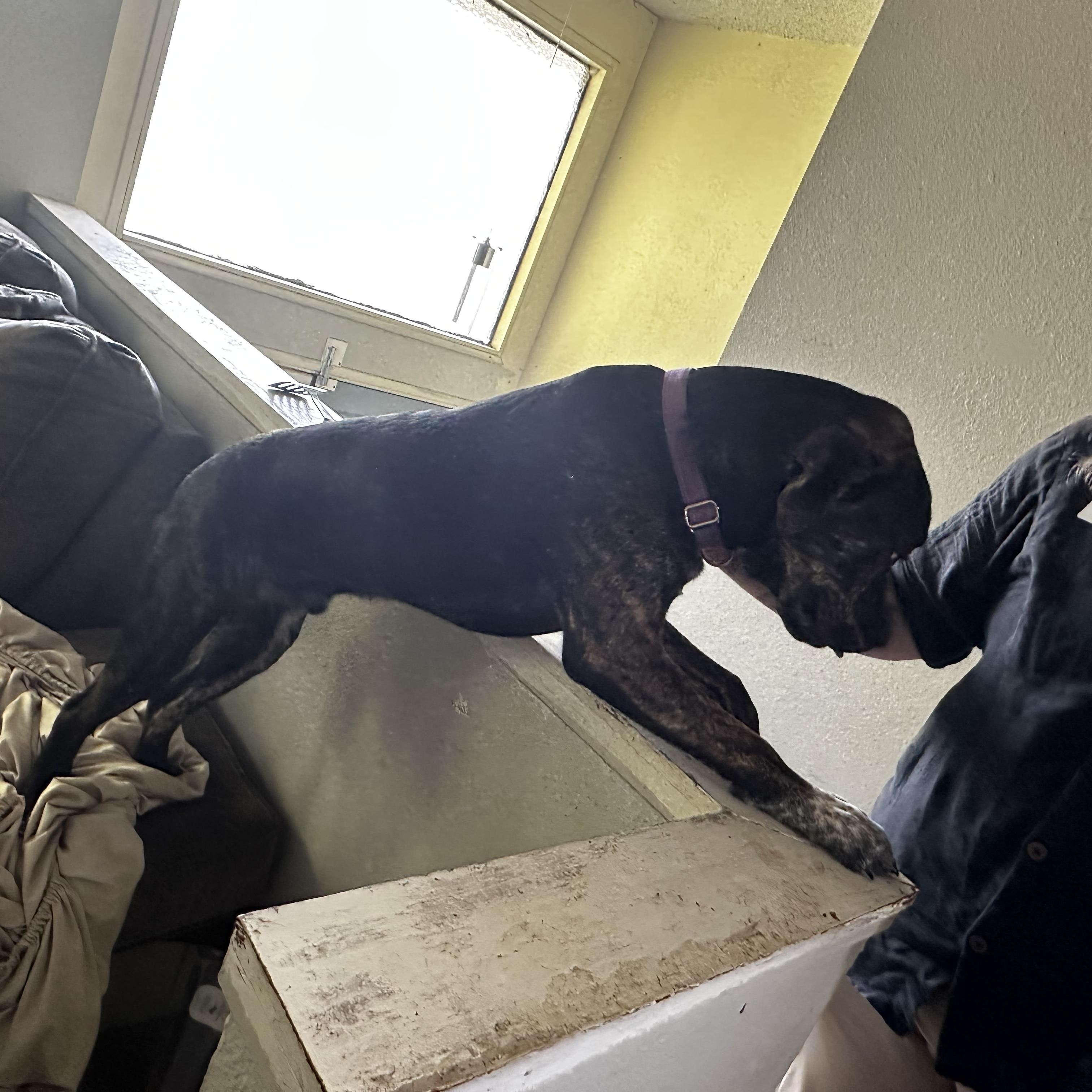 Enlarge Oliver Twist, a Adoptable mixed breed in Pasco, WA image 2/2