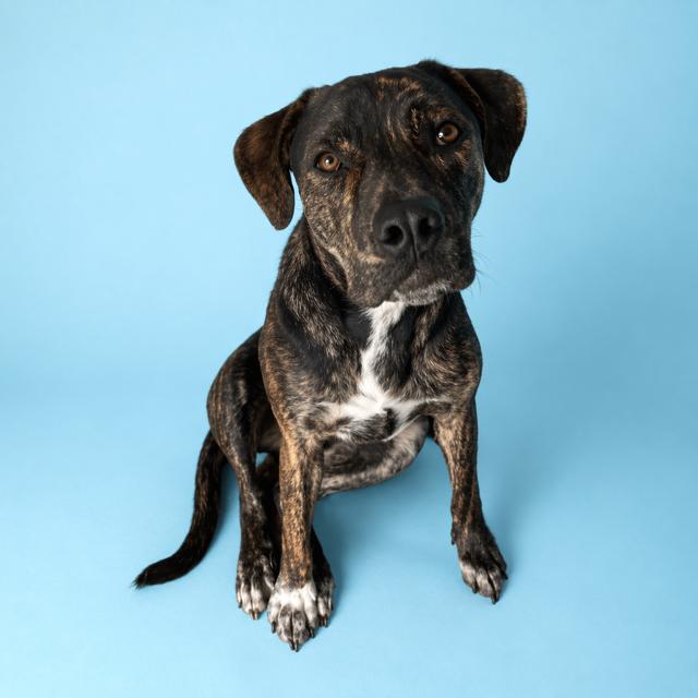 Enlarge Oliver Twist, a Adoptable mixed breed in Pasco, WA image 1/6