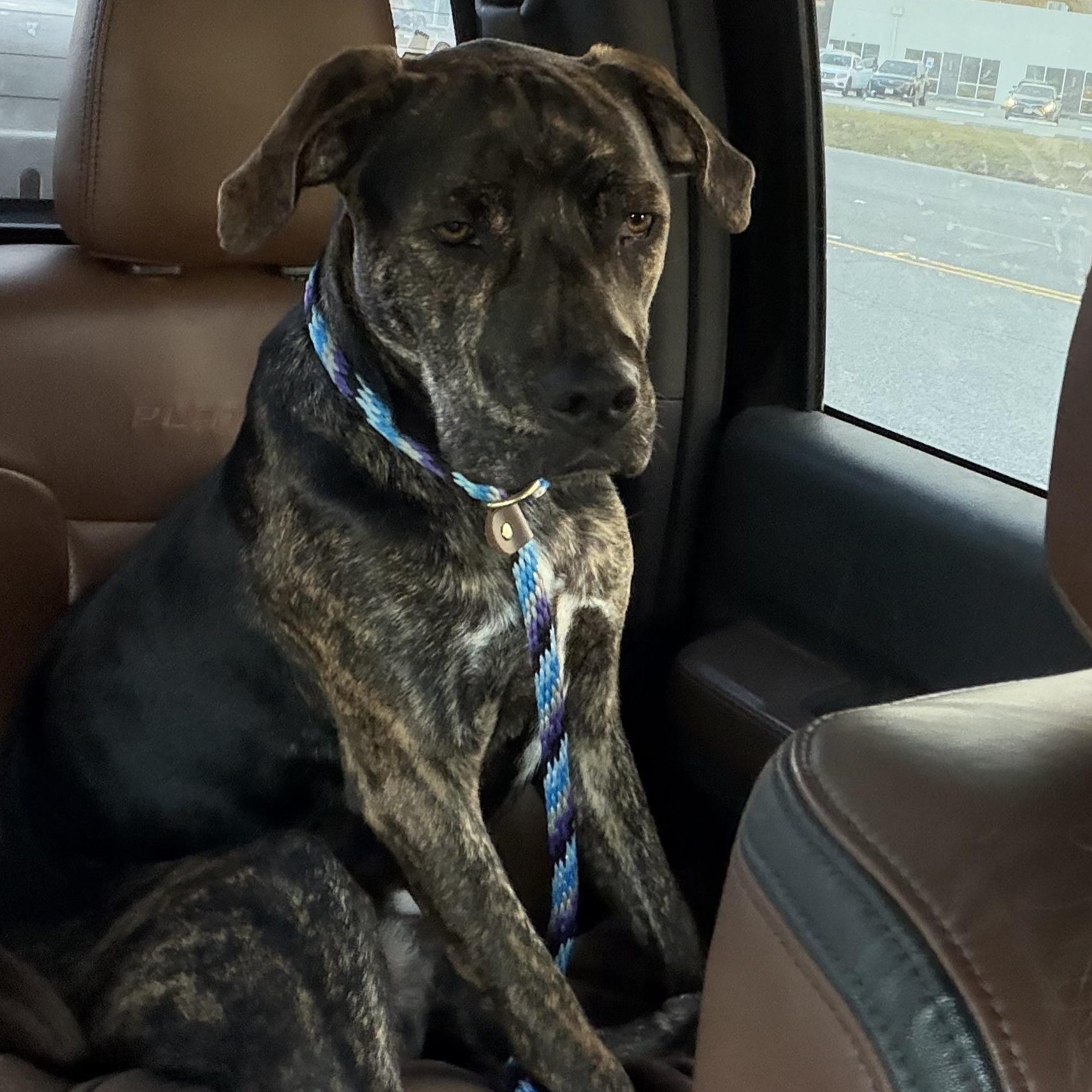 Enlarge Oliver Twist, a Adoptable mixed breed in Pasco, WA image 5/6