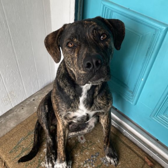 Oliver Twist, Adoptable, Young Male American Staffordshire Terrier & Plott Hound.