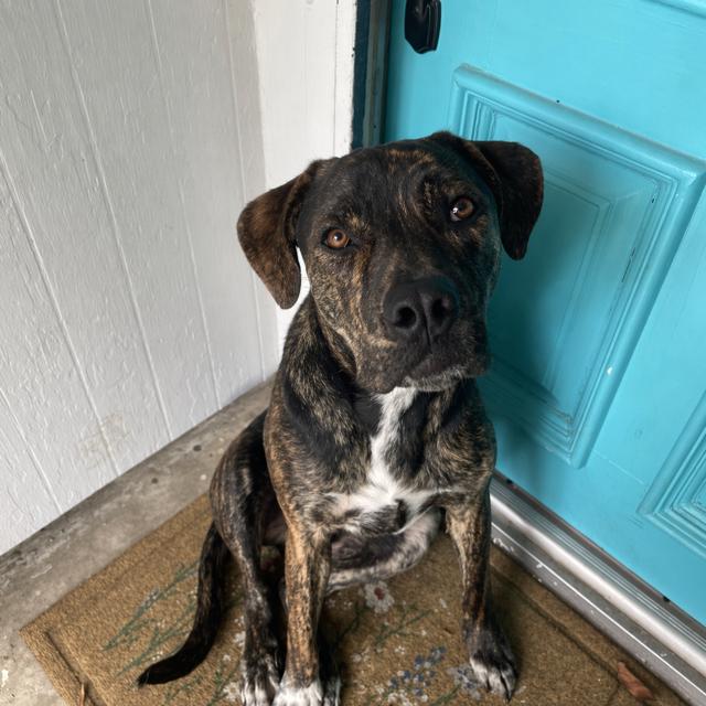 Enlarge Oliver Twist, a Adoptable mixed breed in Pasco, WA image 3/6