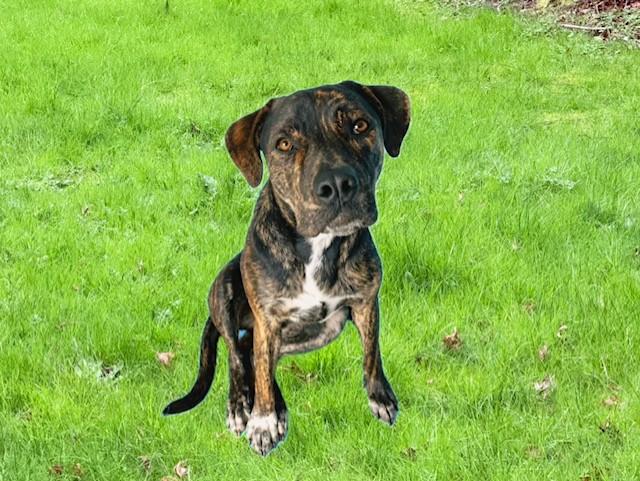 Enlarge Oliver Twist, a Adoptable mixed breed in Pasco, WA image 2/6