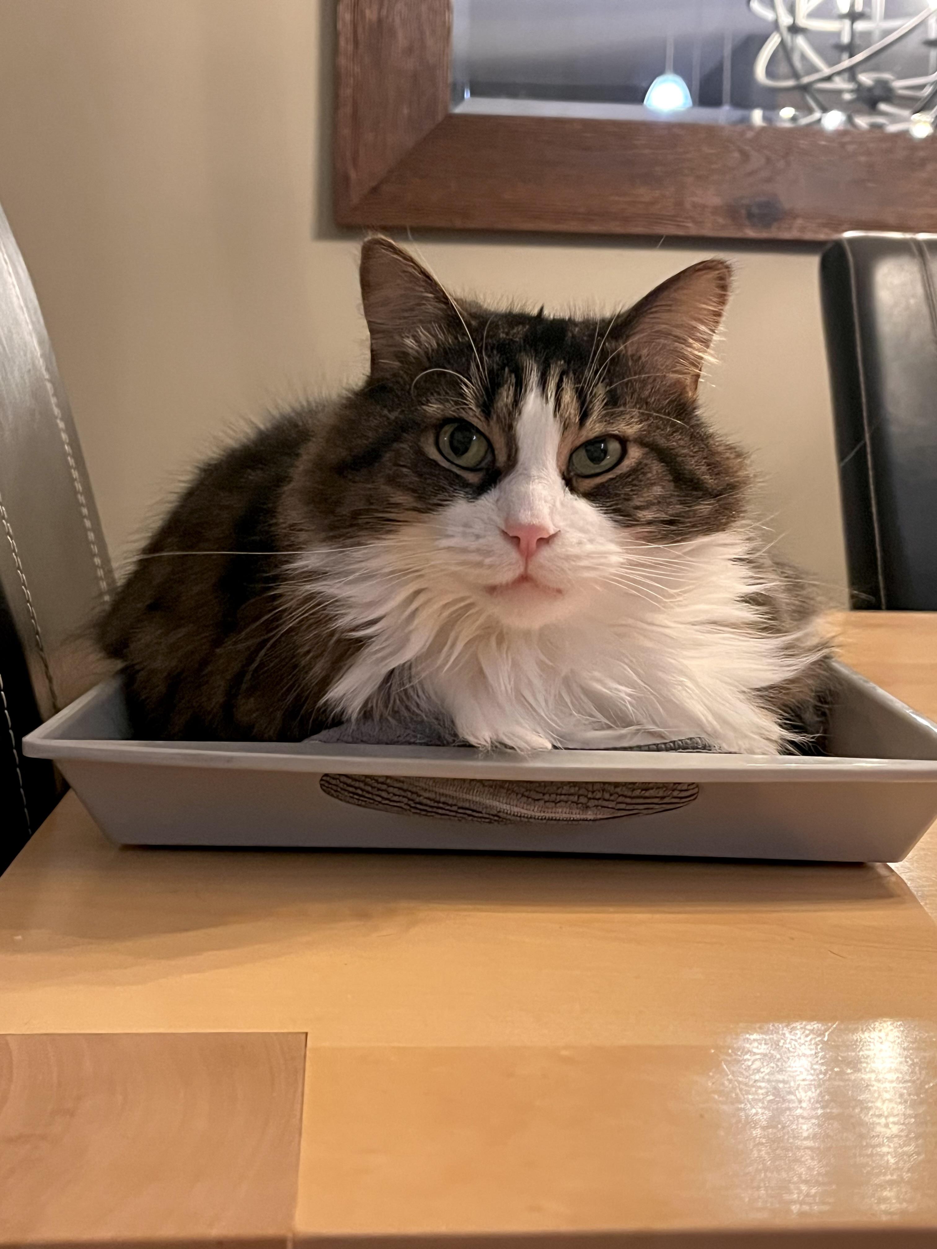 Enlarge JESSIE (FA/FF), a ADOPTABLE Domestic Long Hair in Sainte-Angele-de-Monnoir, QC image 4/6