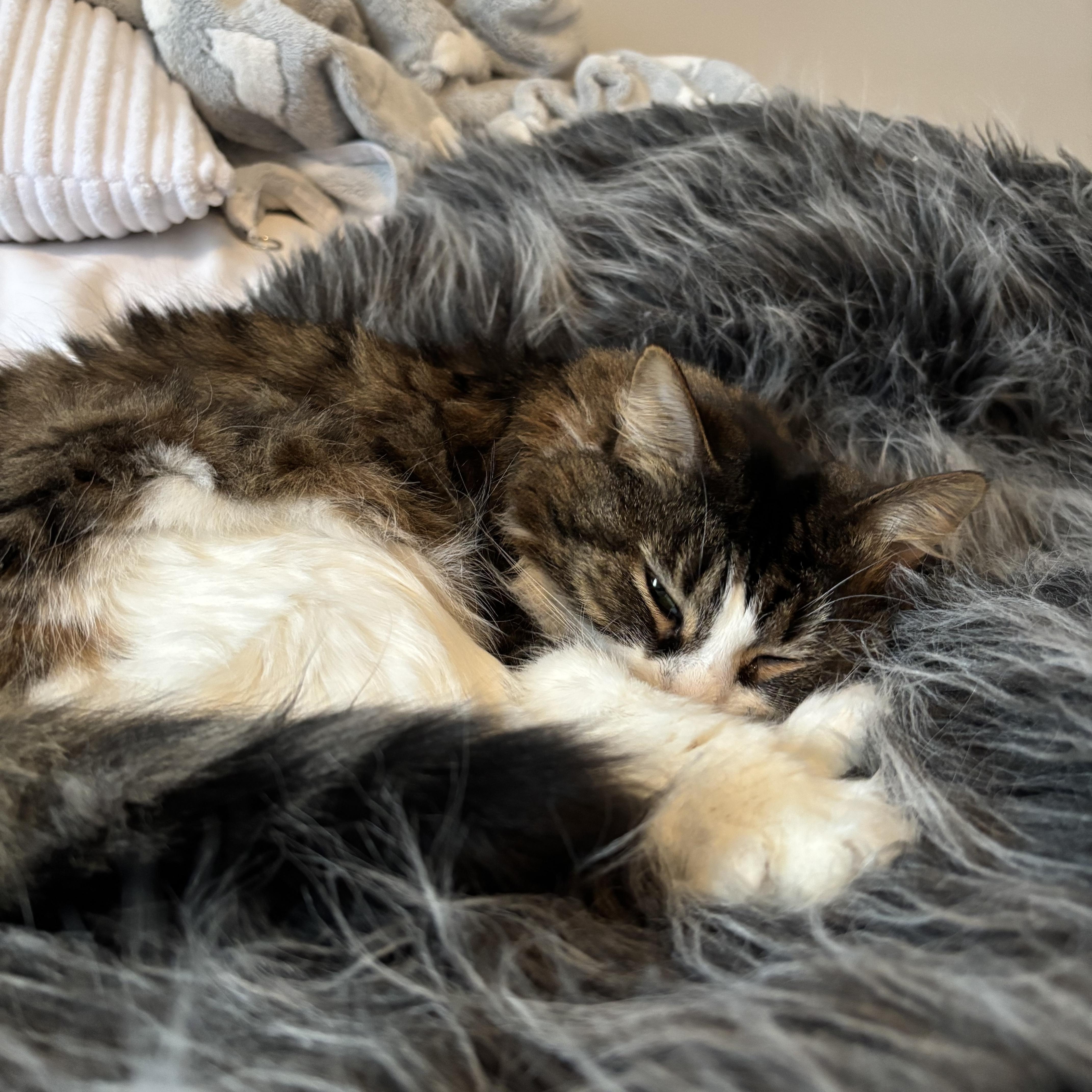 Enlarge JESSIE (FA/FF), a ADOPTABLE Domestic Long Hair in Sainte-Angele-de-Monnoir, QC image 3/6