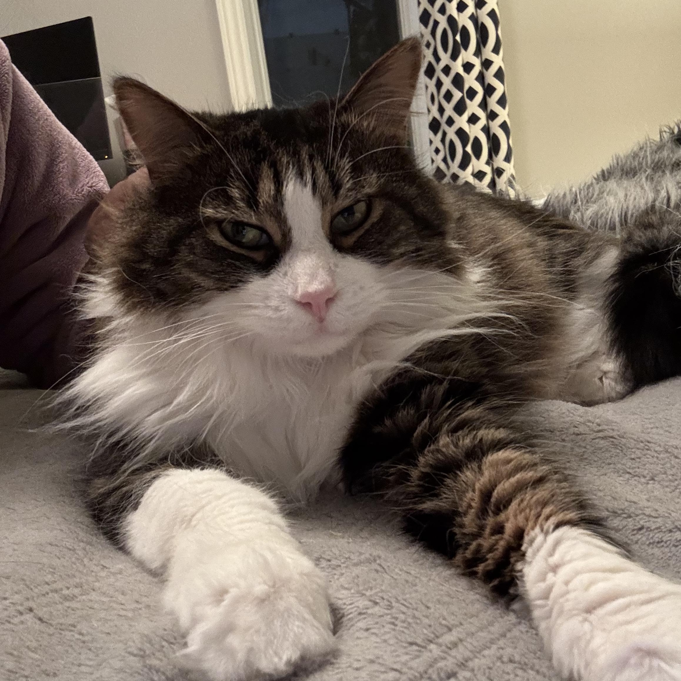 Enlarge JESSIE (FA/FF), a ADOPTABLE Domestic Long Hair in Sainte-Angele-de-Monnoir, QC image 2/6