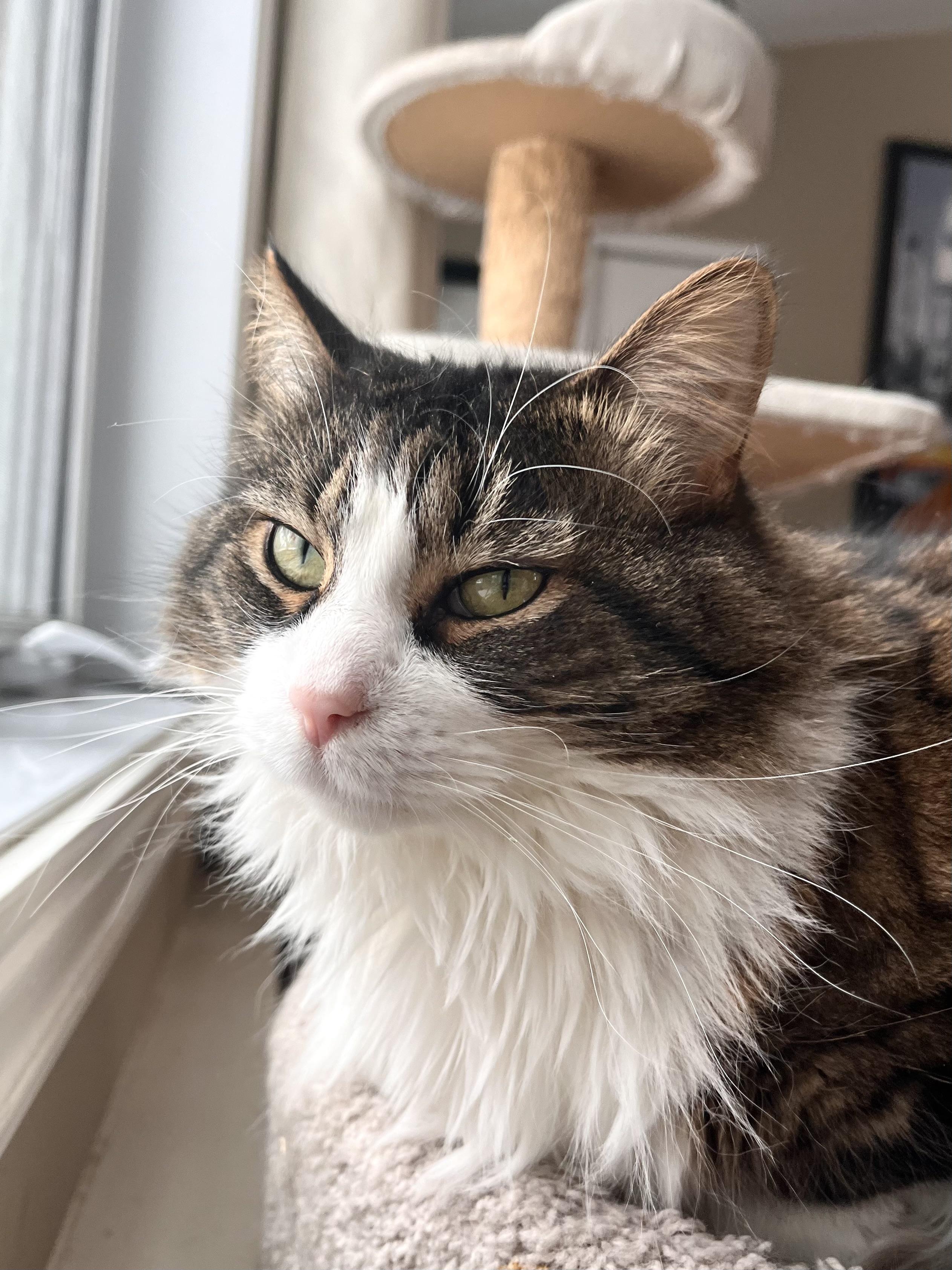 Enlarge JESSIE (FA/FF), a ADOPTABLE Domestic Long Hair in Sainte-Angele-de-Monnoir, QC image 6/6