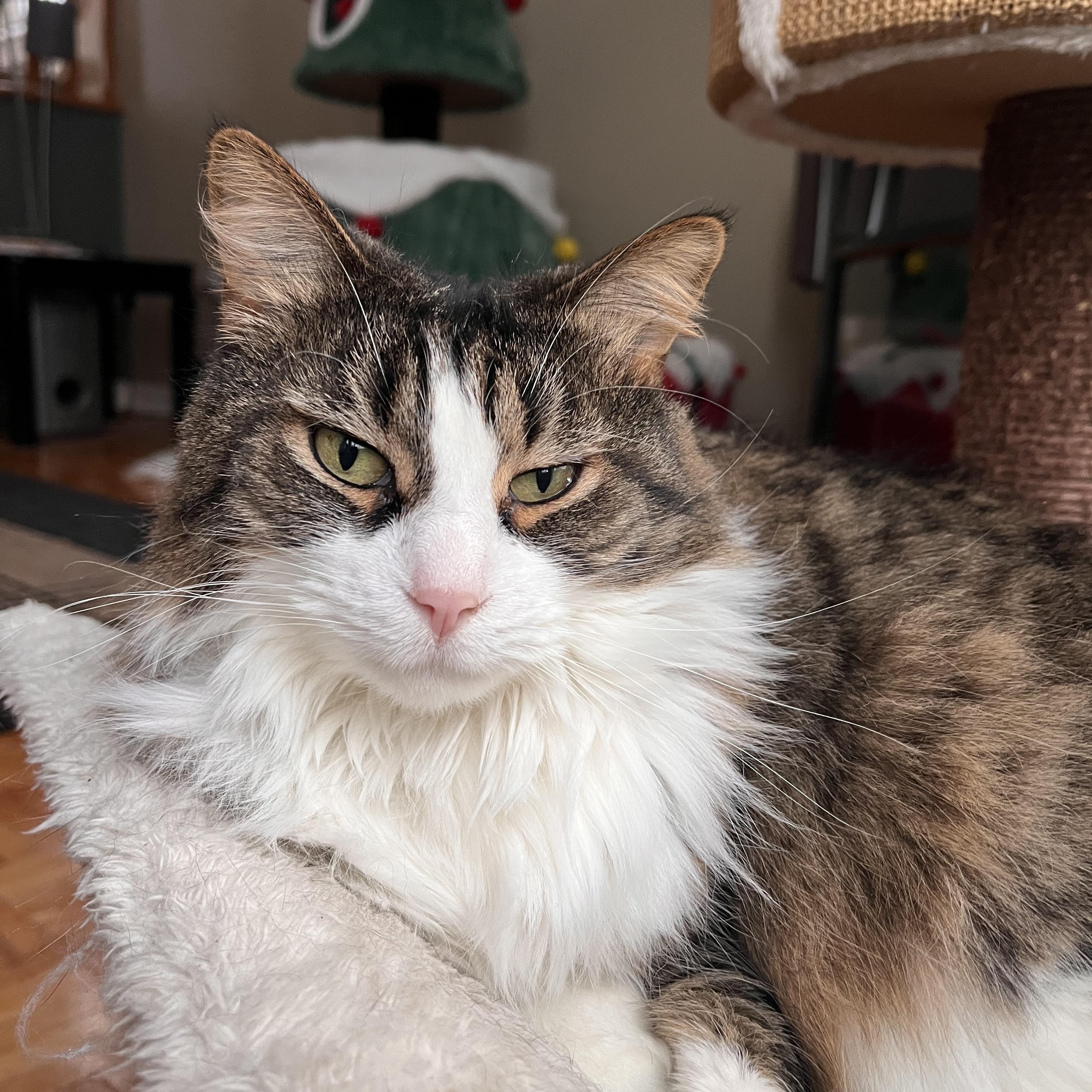 Enlarge JESSIE (FA/FF), a ADOPTABLE Domestic Long Hair in Sainte-Angele-de-Monnoir, QC image 1/6