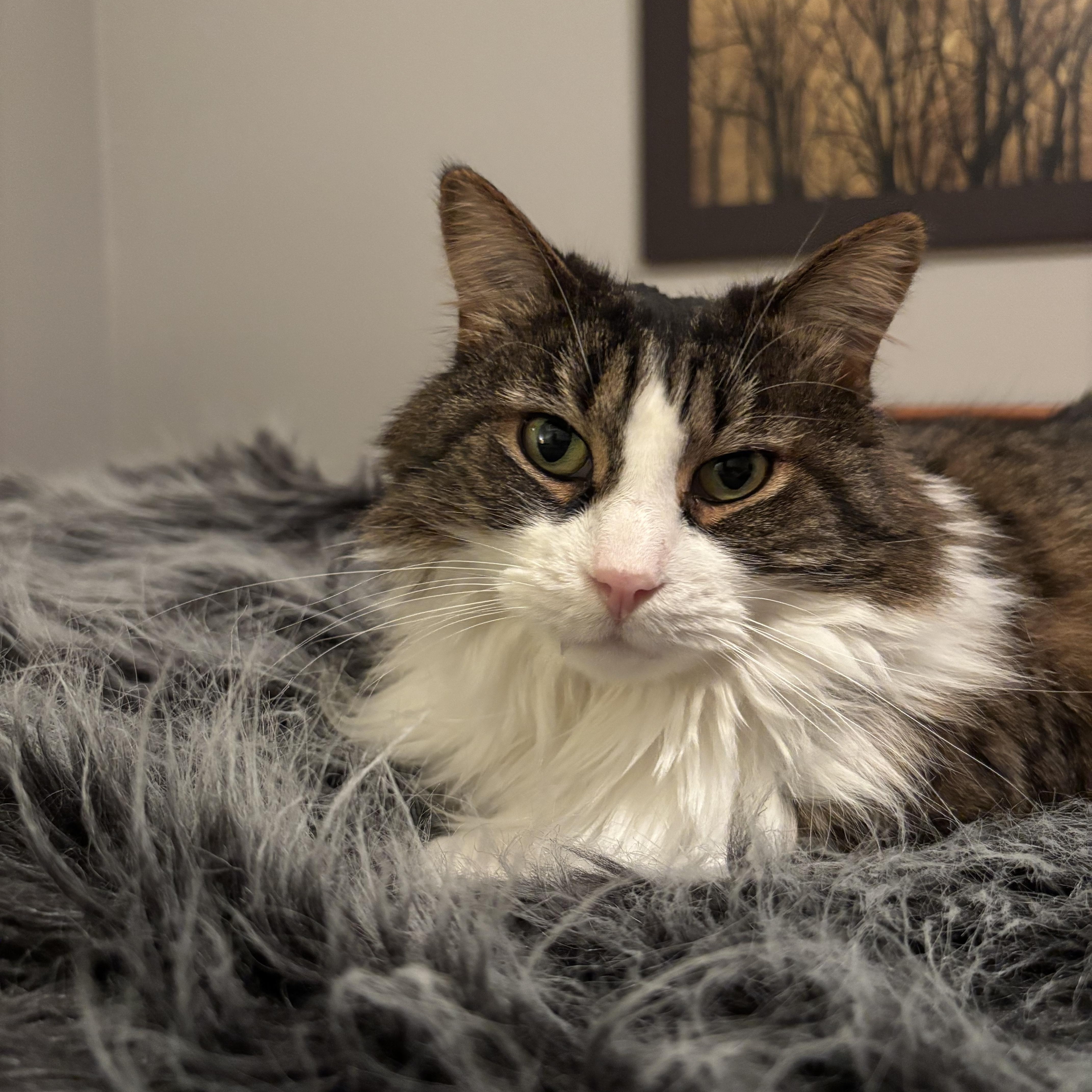 Enlarge JESSIE (FA/FF), a ADOPTABLE Domestic Long Hair in Sainte-Angele-de-Monnoir, QC image 5/6