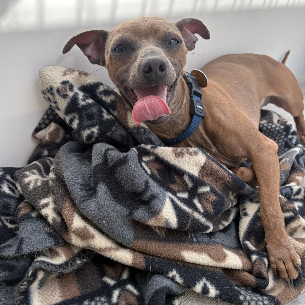 Donte, Adoptable, Adult Male Chihuahua & Dachshund.