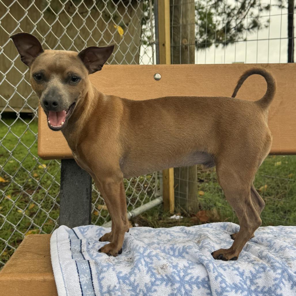 Enlarge Donte, a Adoptable mixed breed in Wadena, MN image 2/6
