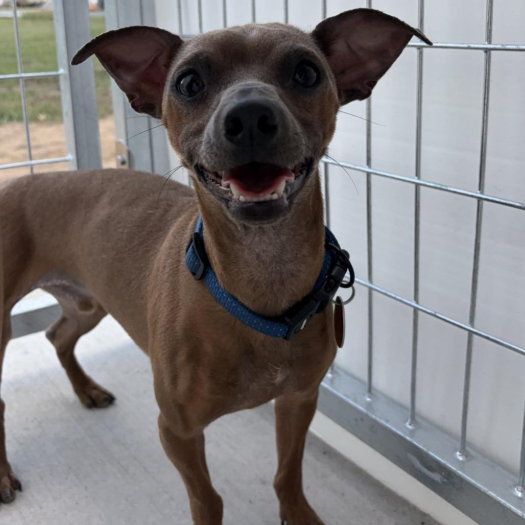 Enlarge Donte, a Adoptable mixed breed in Wadena, MN image 3/6