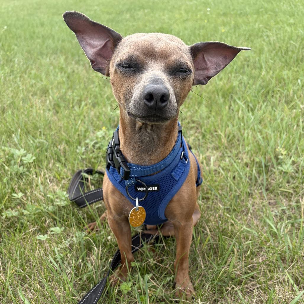 Enlarge Donte, a Adoptable mixed breed in Wadena, MN image 4/6
