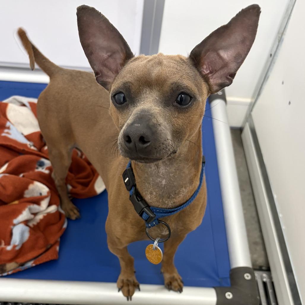 Enlarge Donte, a Adoptable mixed breed in Wadena, MN image 5/6