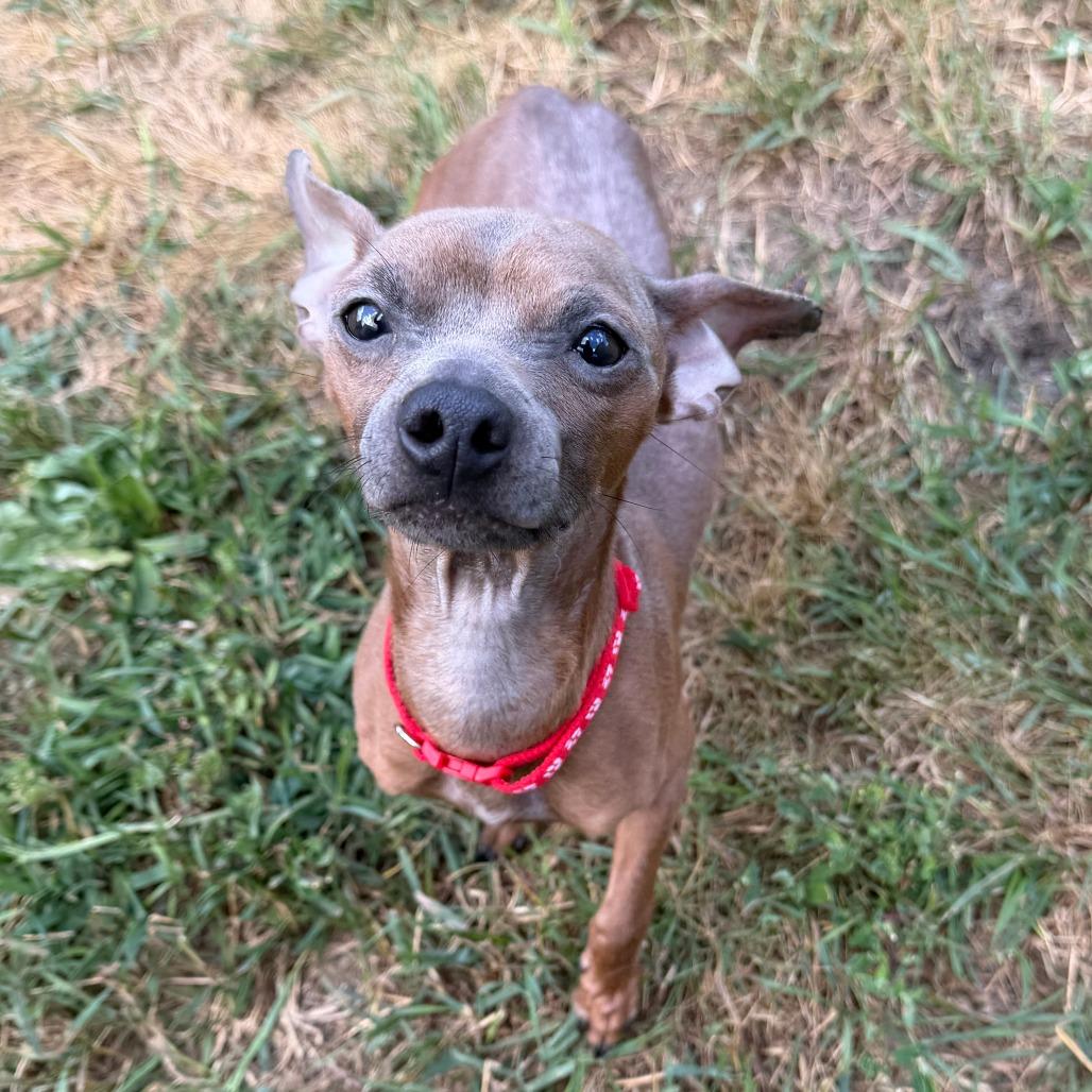 Enlarge Donte, a Adoptable mixed breed in Wadena, MN image 6/6