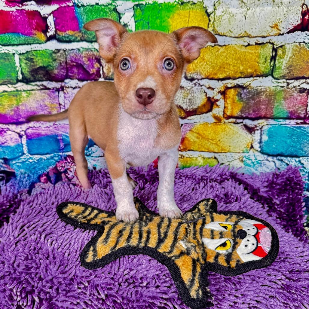 Enlarge Spazz, a Adoptable Mixed Breed in Franklin, NC image 1/4