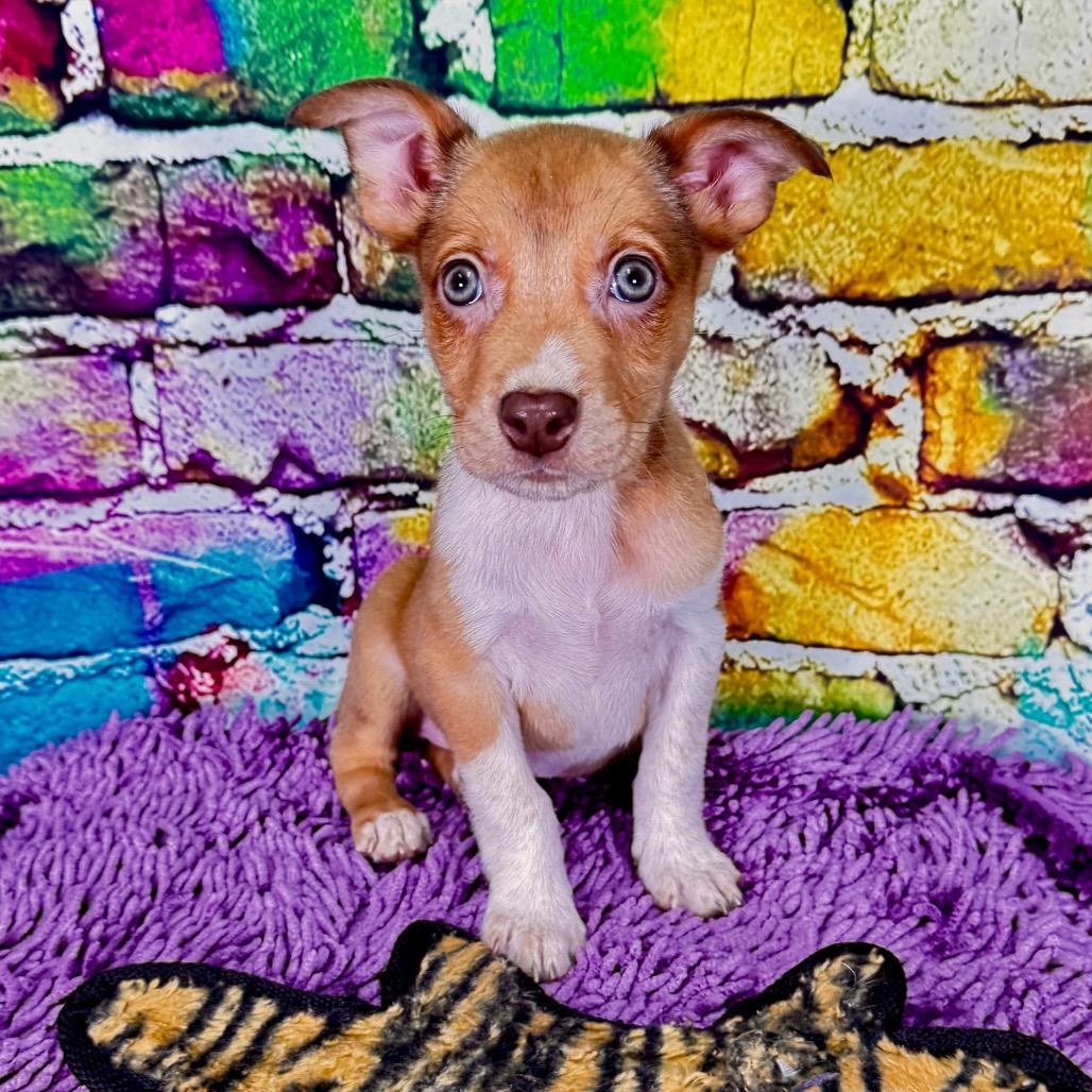 Enlarge Spazz, a Adoptable Mixed Breed in Franklin, NC image 2/4