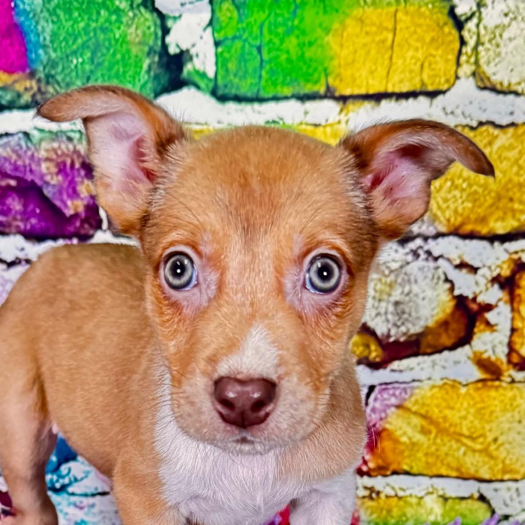 Enlarge Spazz, a Adoptable Mixed Breed in Franklin, NC image 3/4