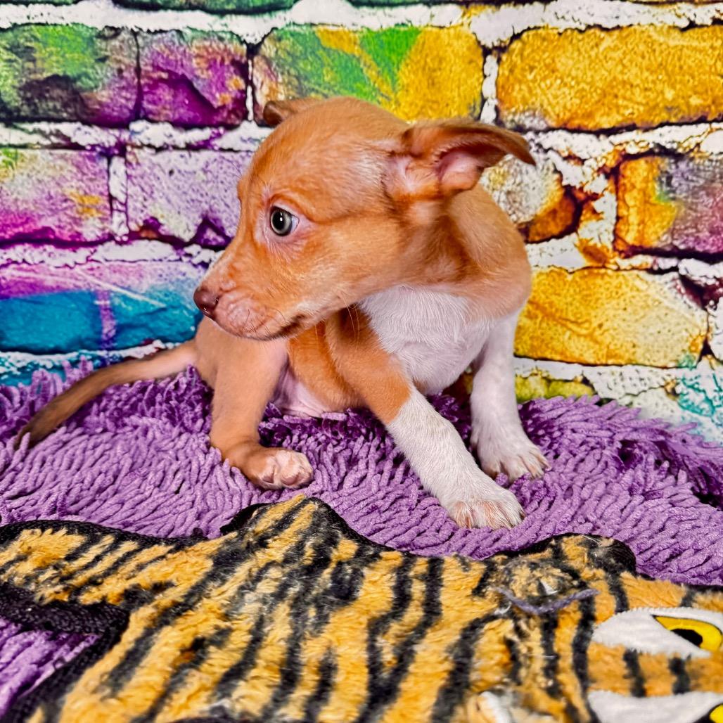 Enlarge Spazz, a Adoptable Mixed Breed in Franklin, NC image 4/4