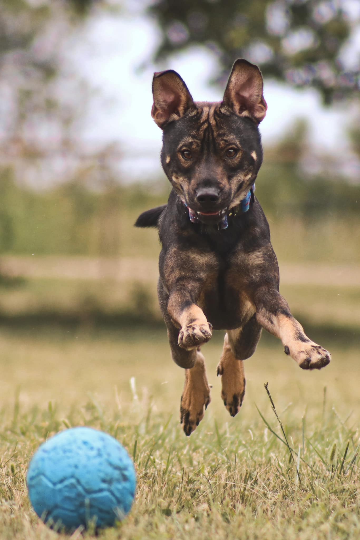 Quizz, adopted, Young Male Mixed Breed.