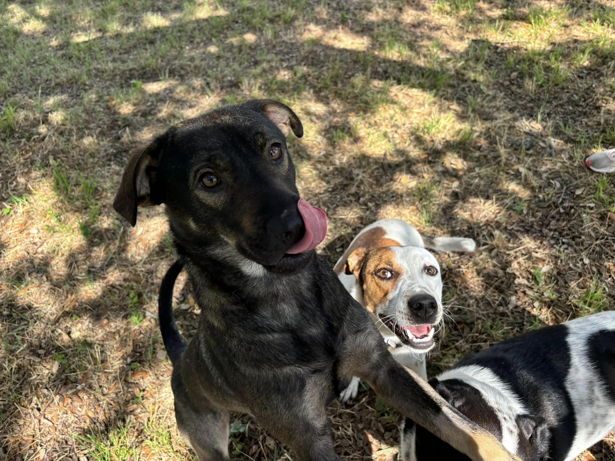 Enlarge Quizz, an adopted Mixed Breed in Gatesville, TX image 2/3