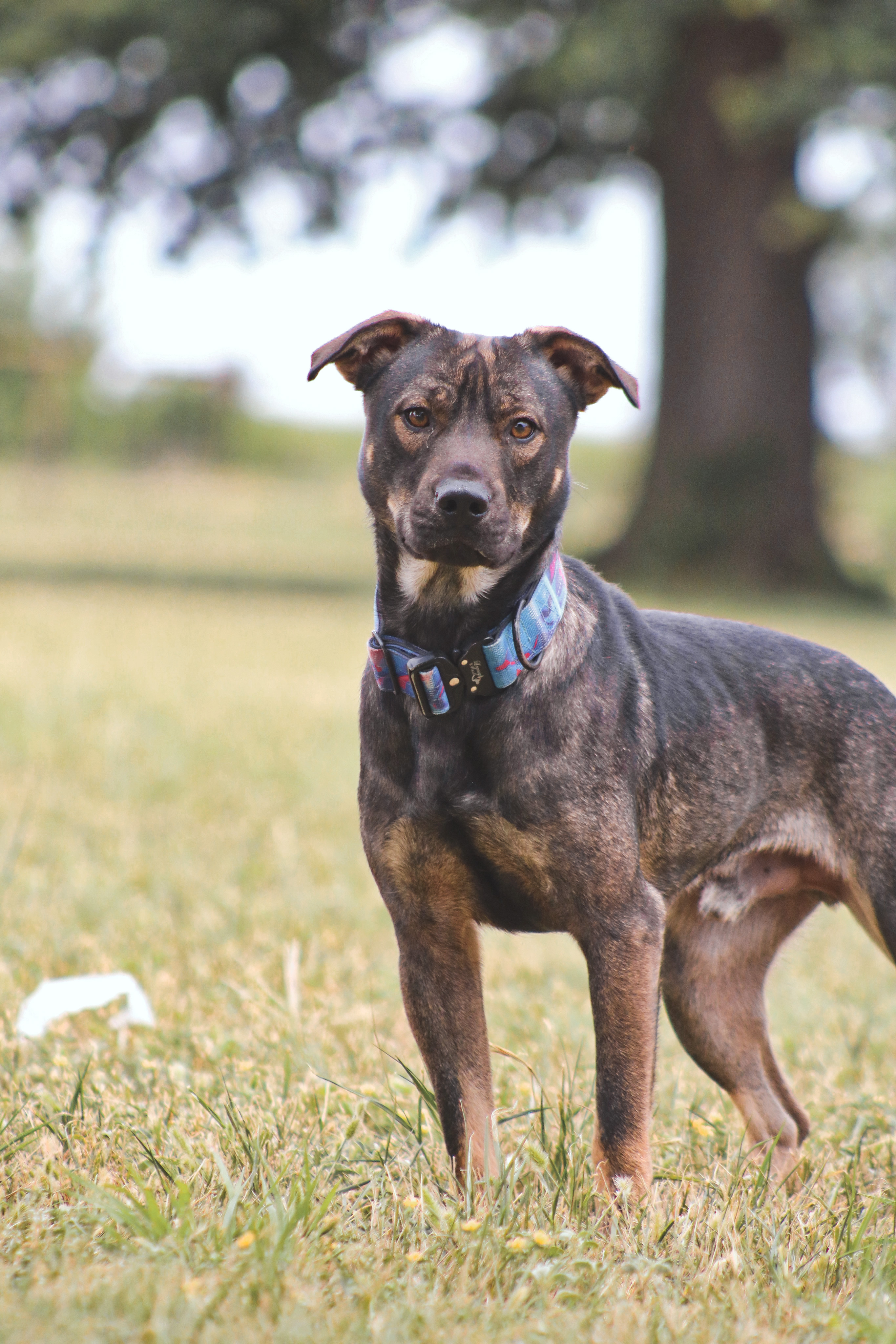 Enlarge Quizz, an adopted Mixed Breed in Gatesville, TX image 3/3