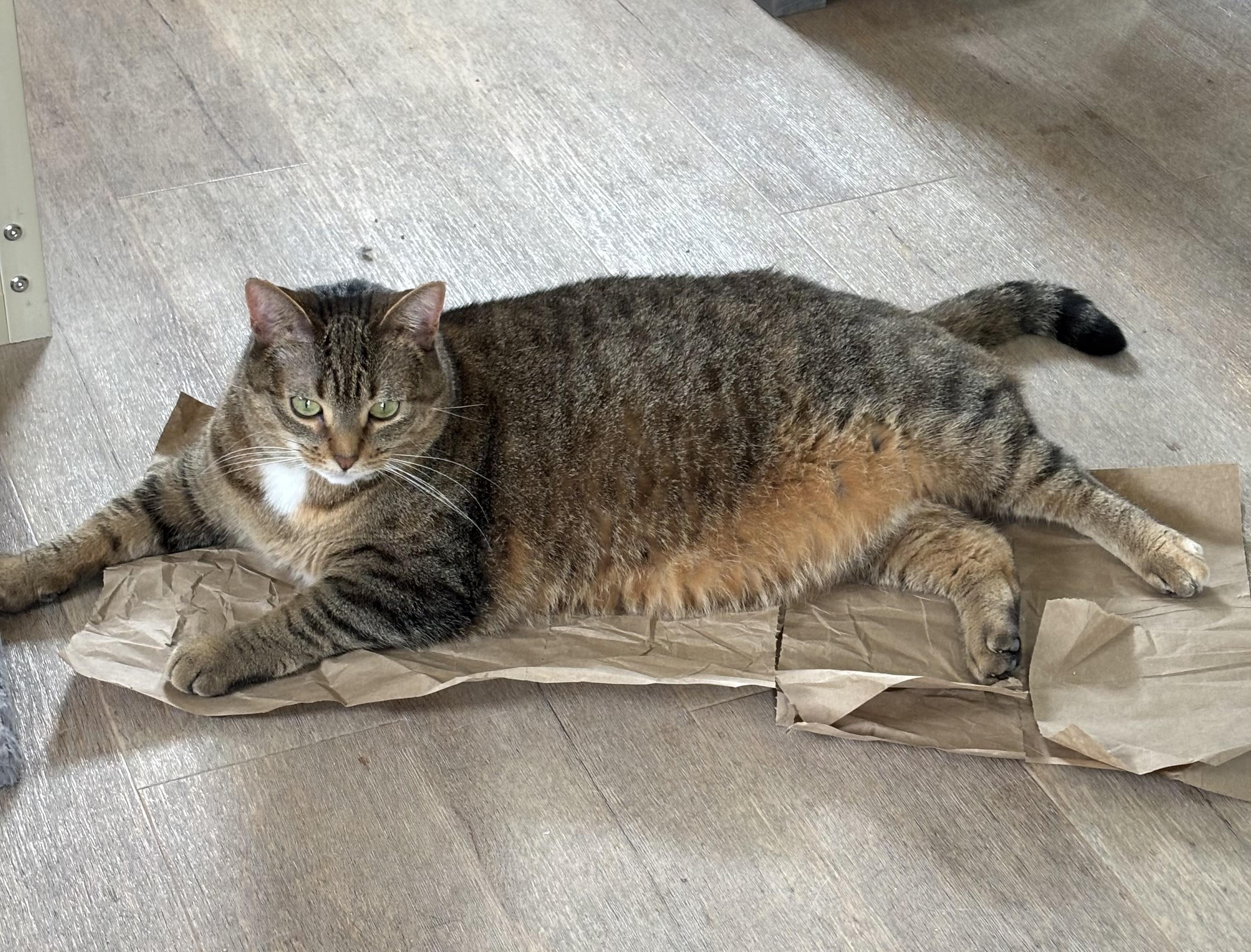 Enlarge Fiona, a Adoptable Tabby in Grosse Ile, MI image 1/3