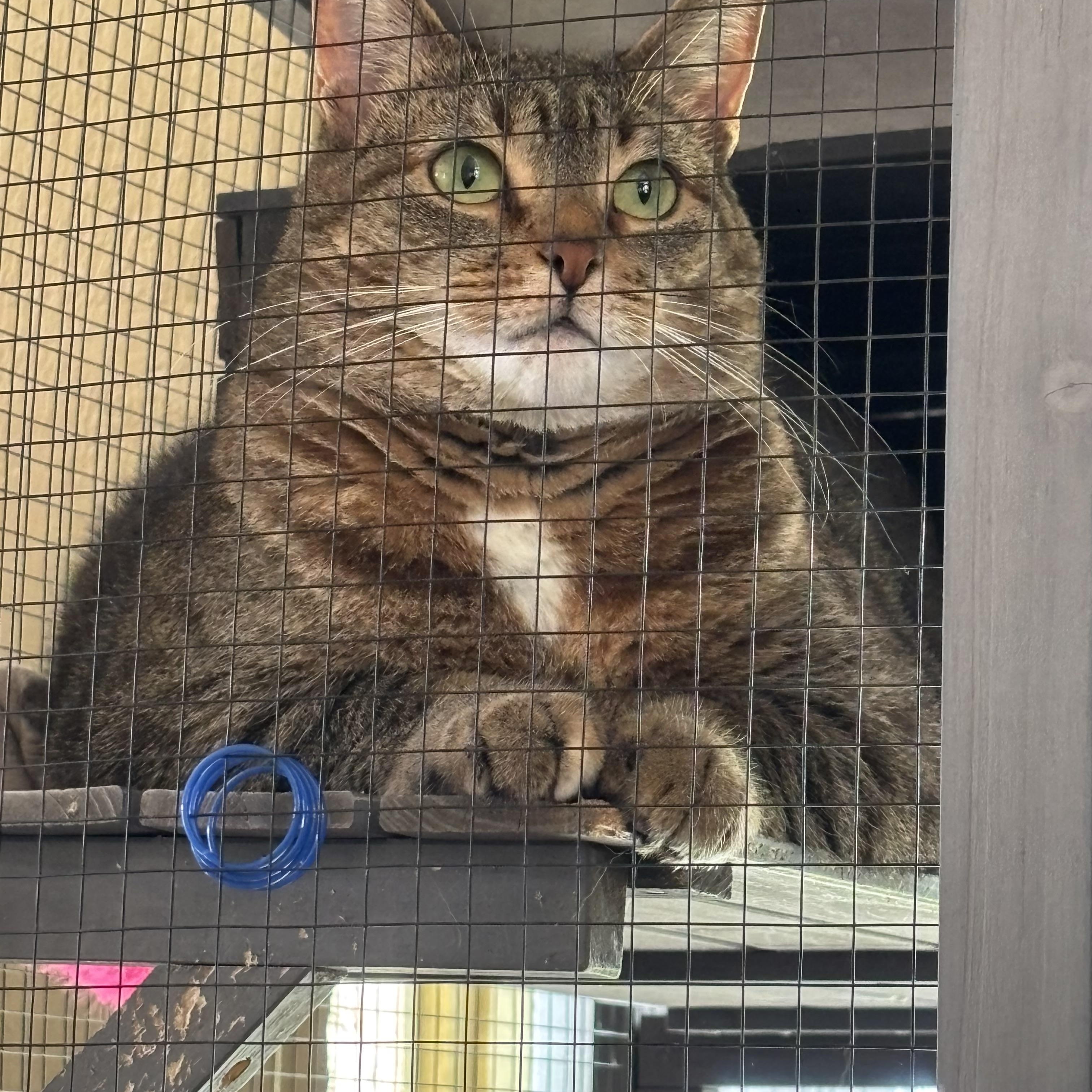 Enlarge Fiona, a Adoptable Tabby in Grosse Ile, MI image 2/3