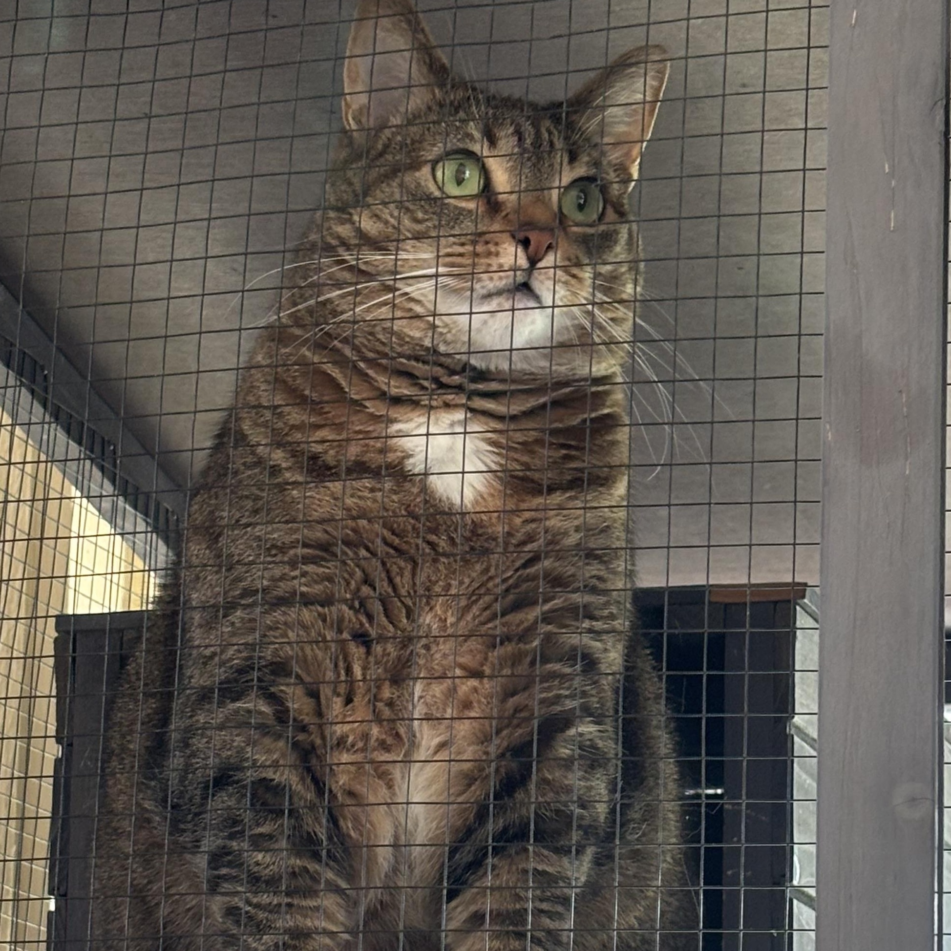 Enlarge Fiona, a Adoptable Tabby in Grosse Ile, MI image 3/3