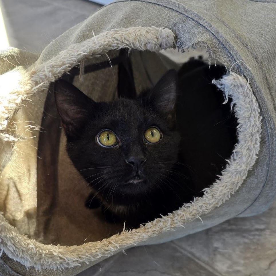 Enlarge Binx, a Adoptable Domestic Short Hair in Beaufort, MO image 2/5