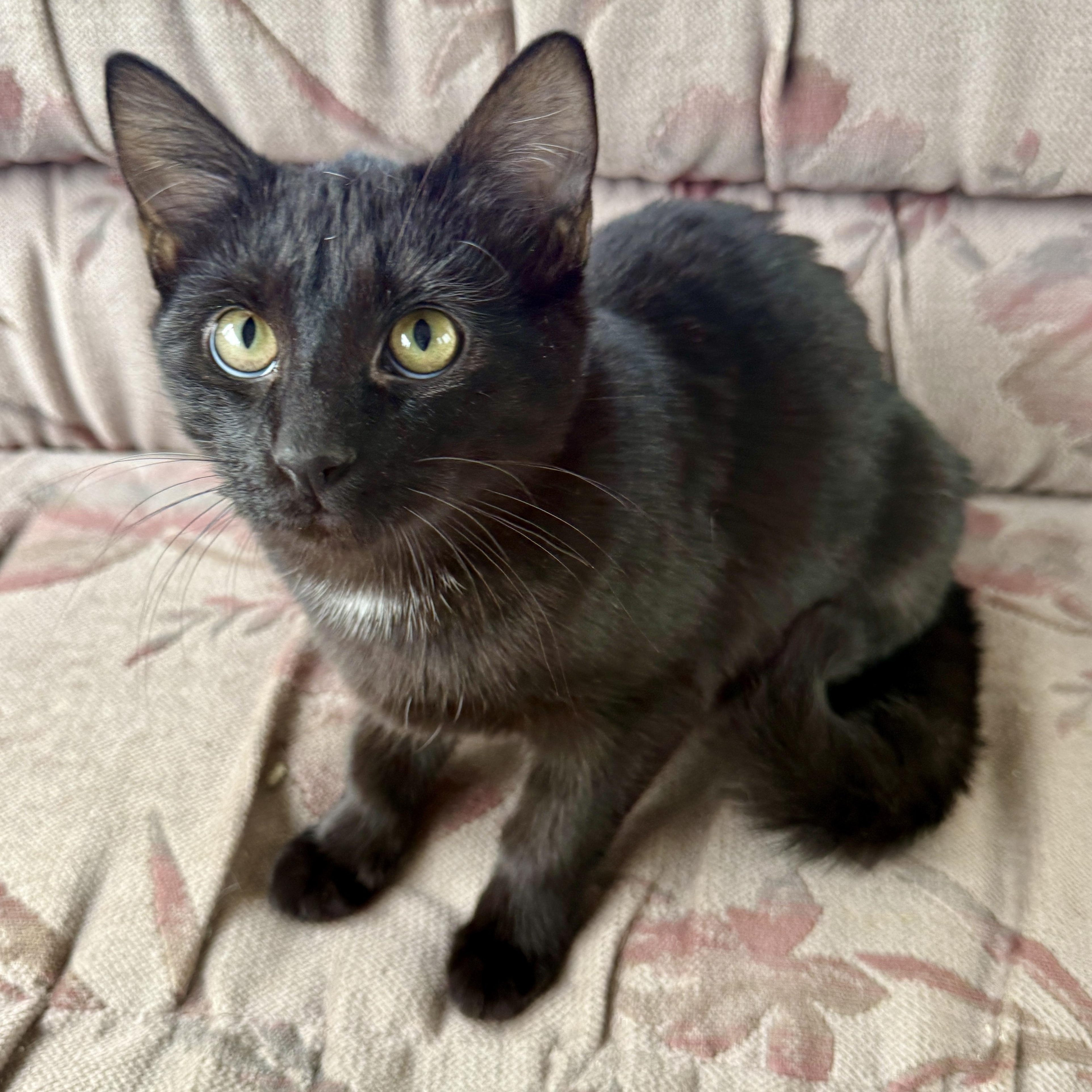 Enlarge Binx, a Adoptable Domestic Short Hair in Beaufort, MO image 1/5
