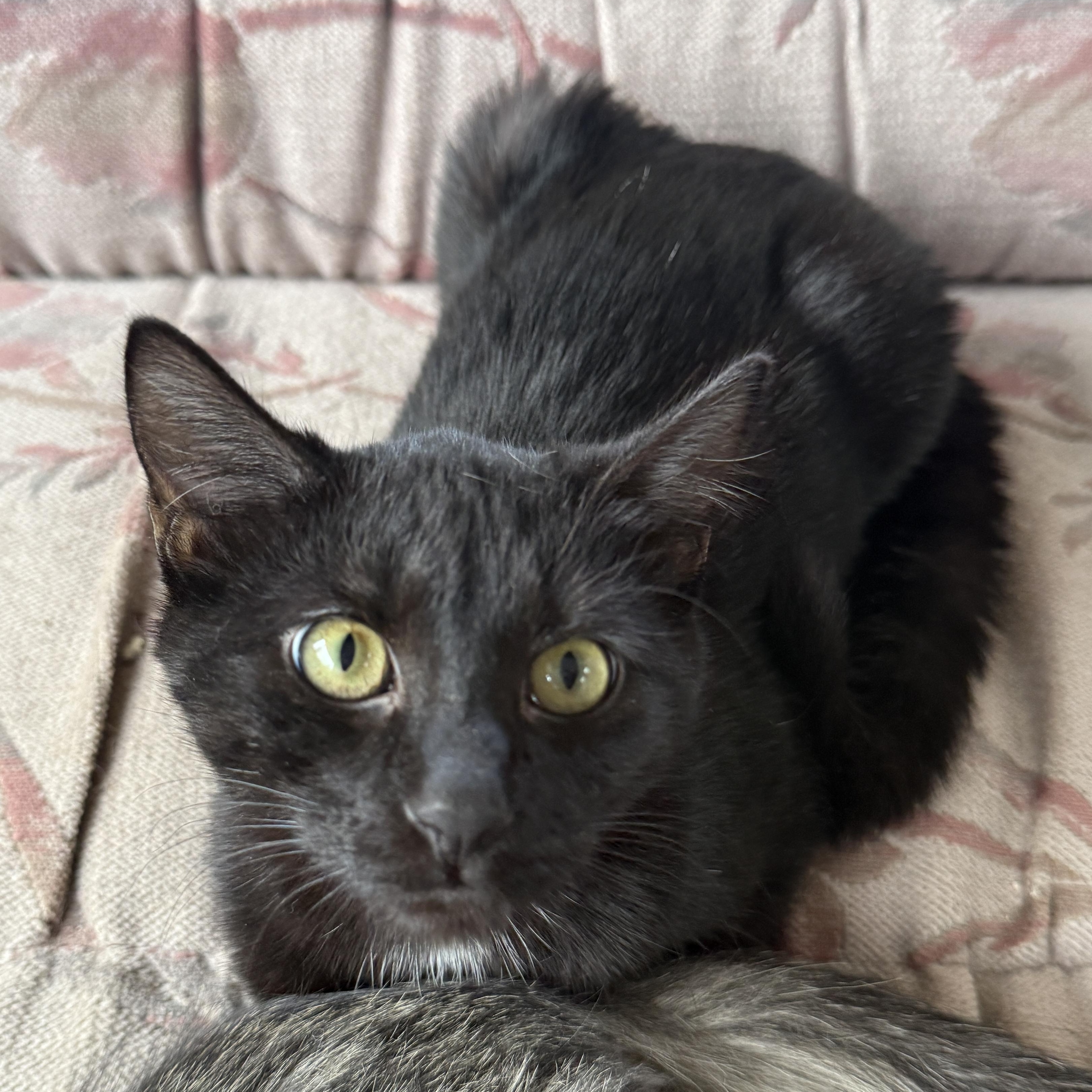 Enlarge Binx, a Adoptable Domestic Short Hair in Beaufort, MO image 5/5