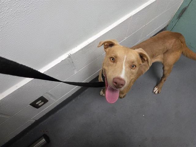 Enlarge ALUNA, a Adoptable Pit Bull Terrier in Antioch, CA image 1/1