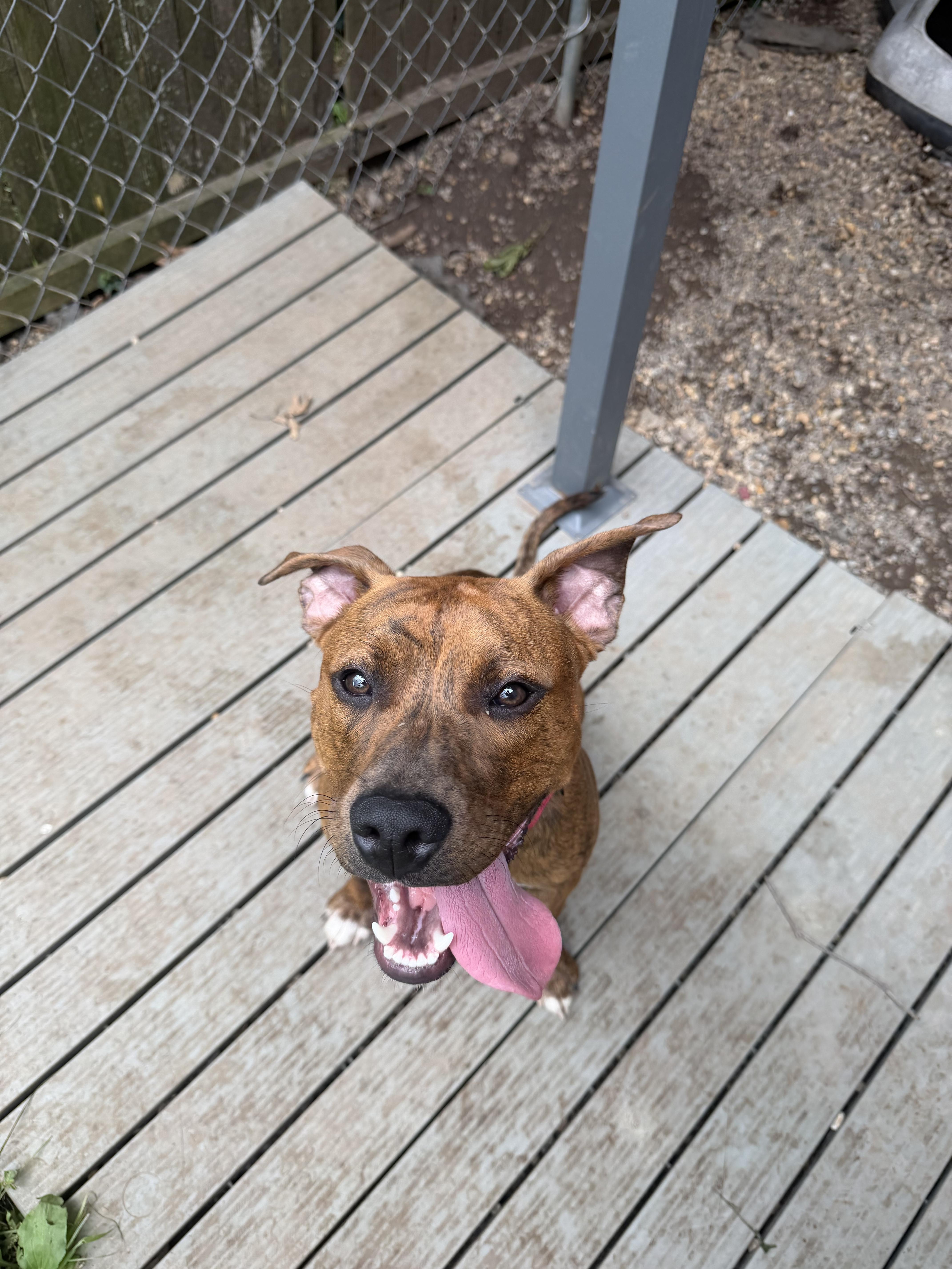 River, a ADOPTABLE Pit Bull Terrier in Mahwah, NJ image 5/6