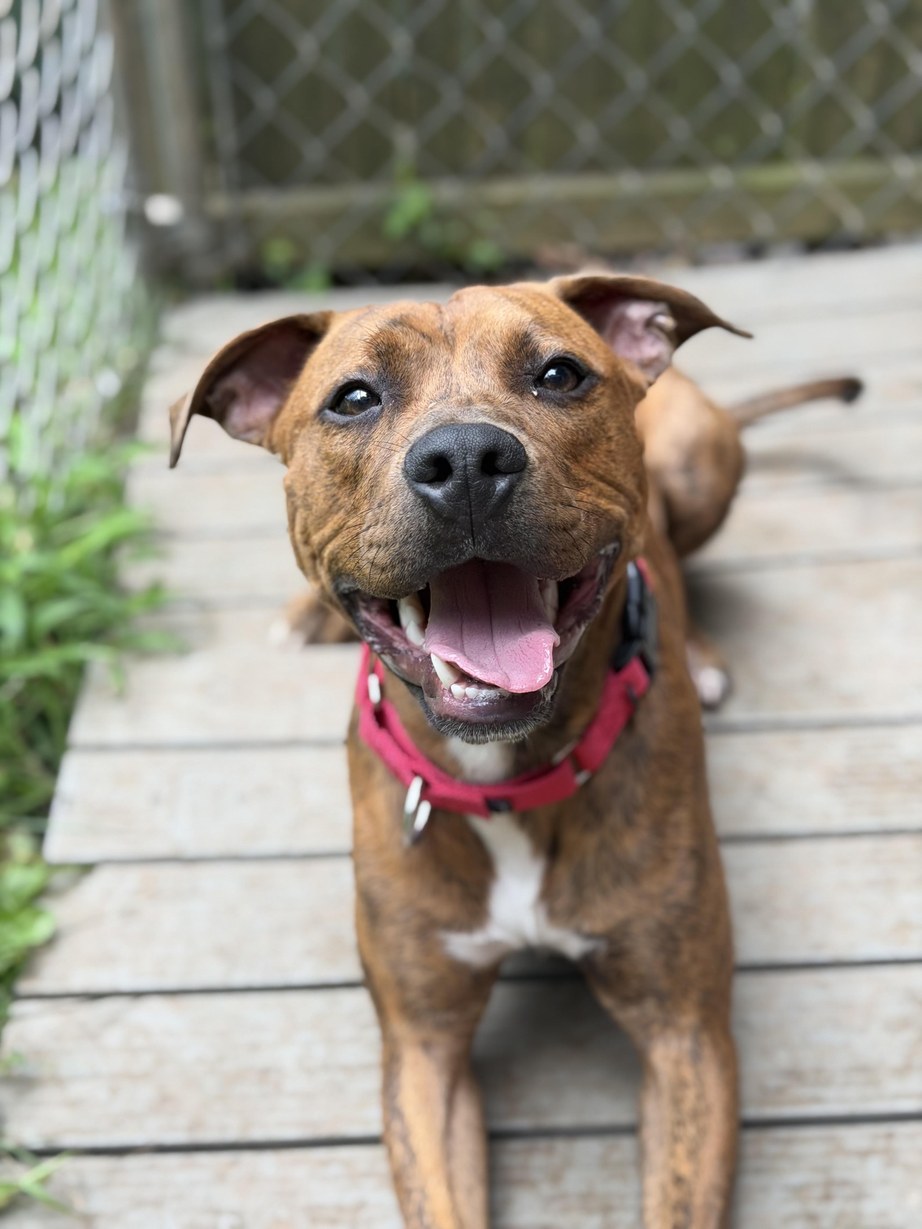 River, ADOPTABLE, Young Male Pit Bull Terrier.