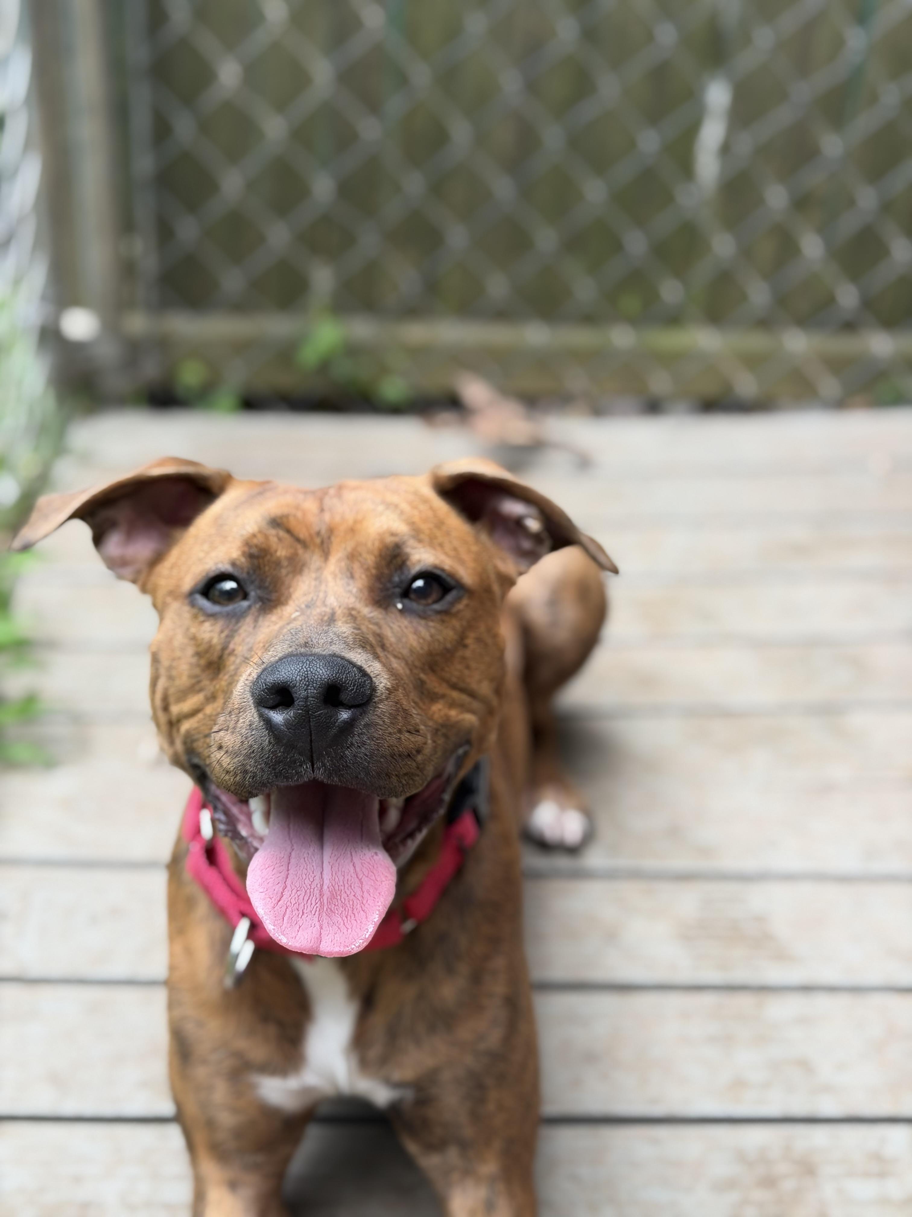 River, a ADOPTABLE Pit Bull Terrier in Mahwah, NJ image 2/6
