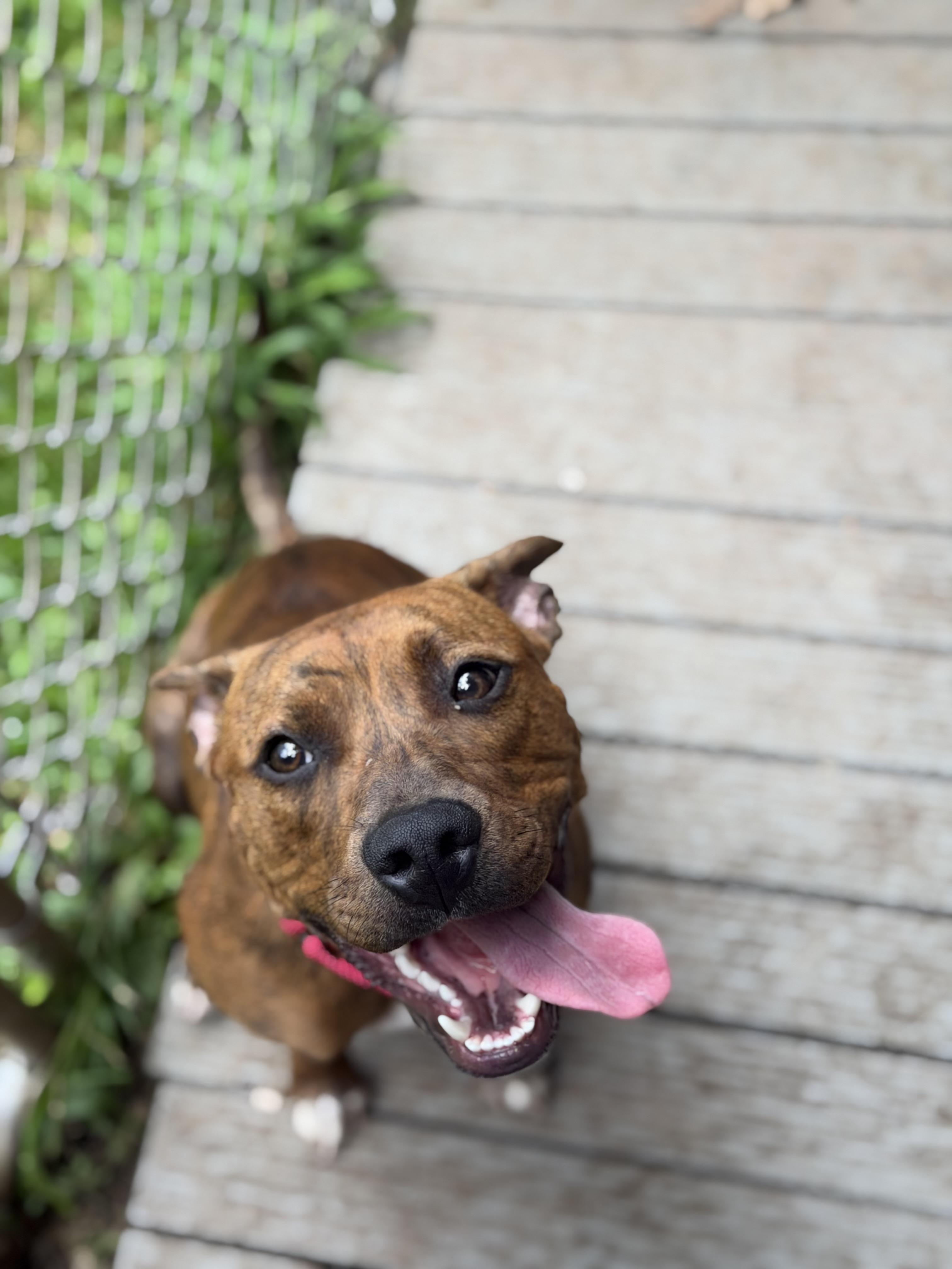 River, a ADOPTABLE Pit Bull Terrier in Mahwah, NJ image 6/6